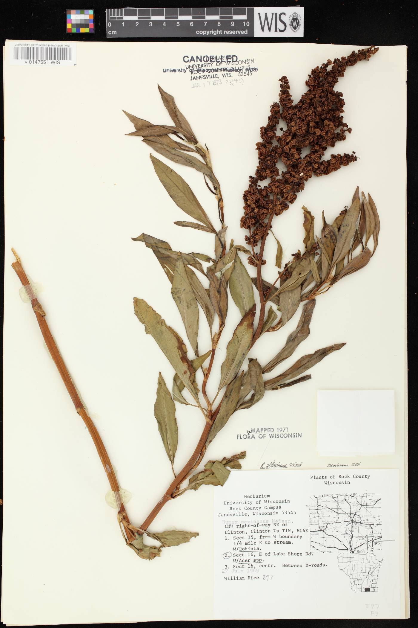 Rumex altissimus image