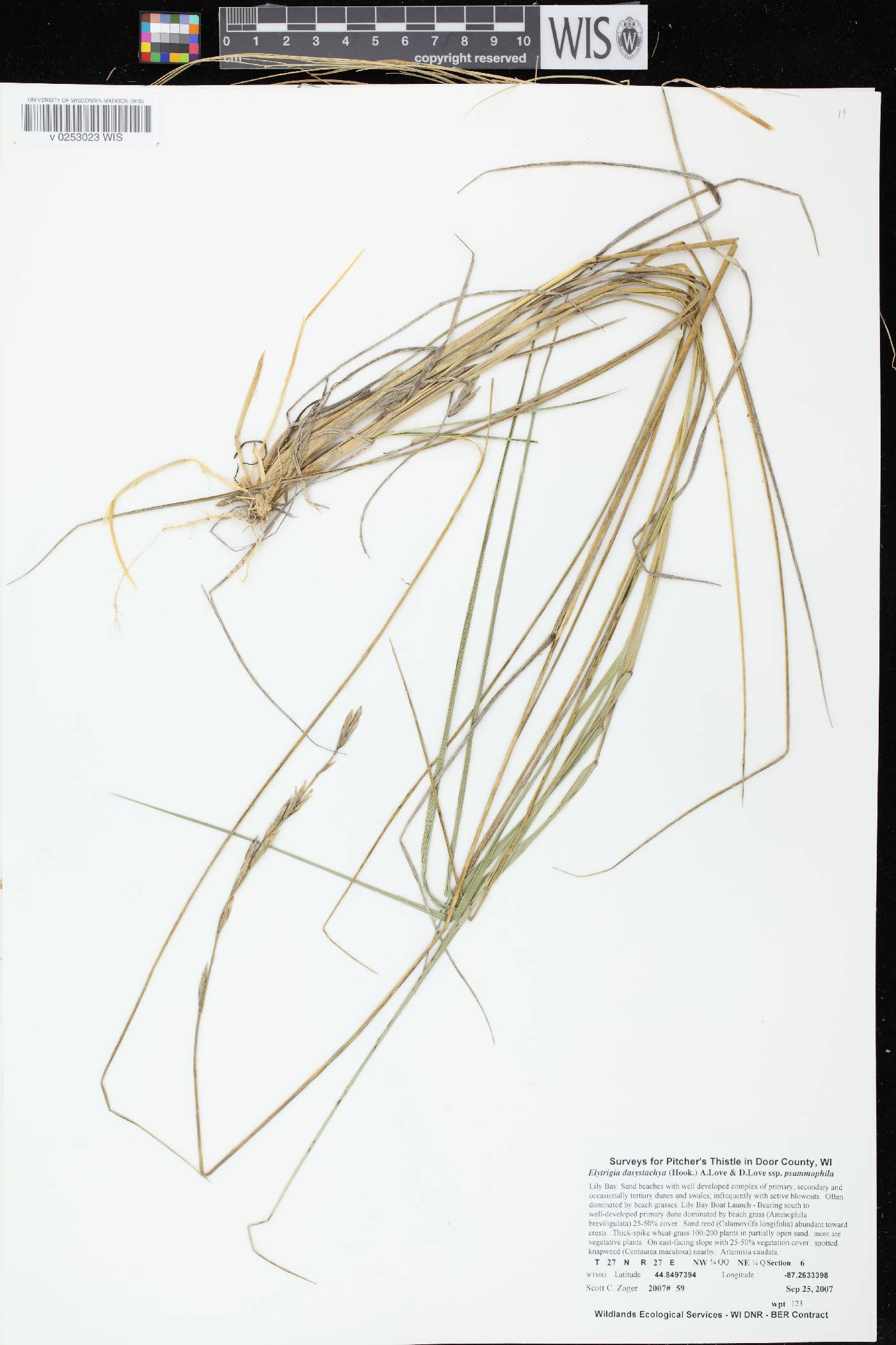 Elymus lanceolatus image