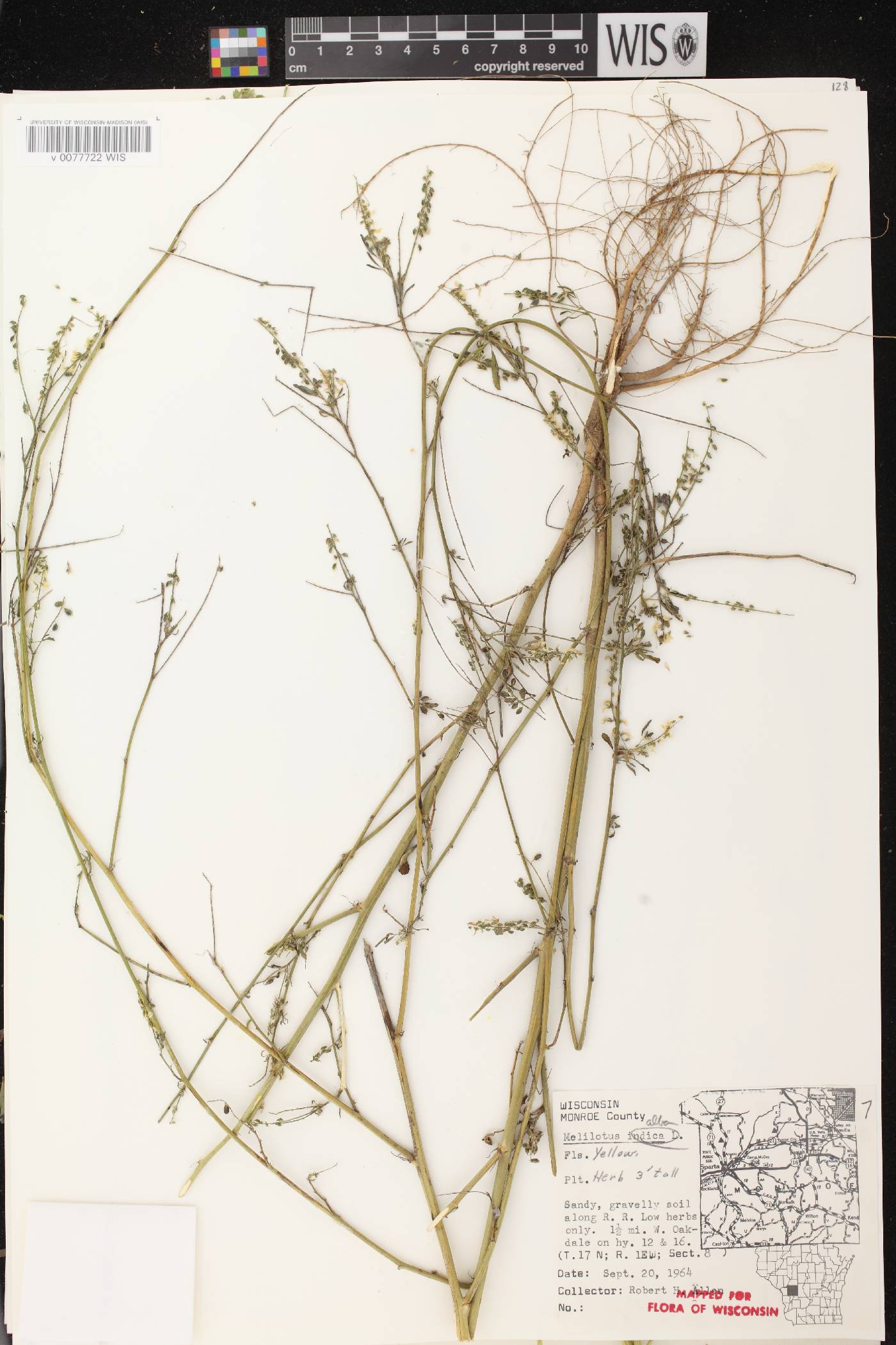 Melilotus albus image