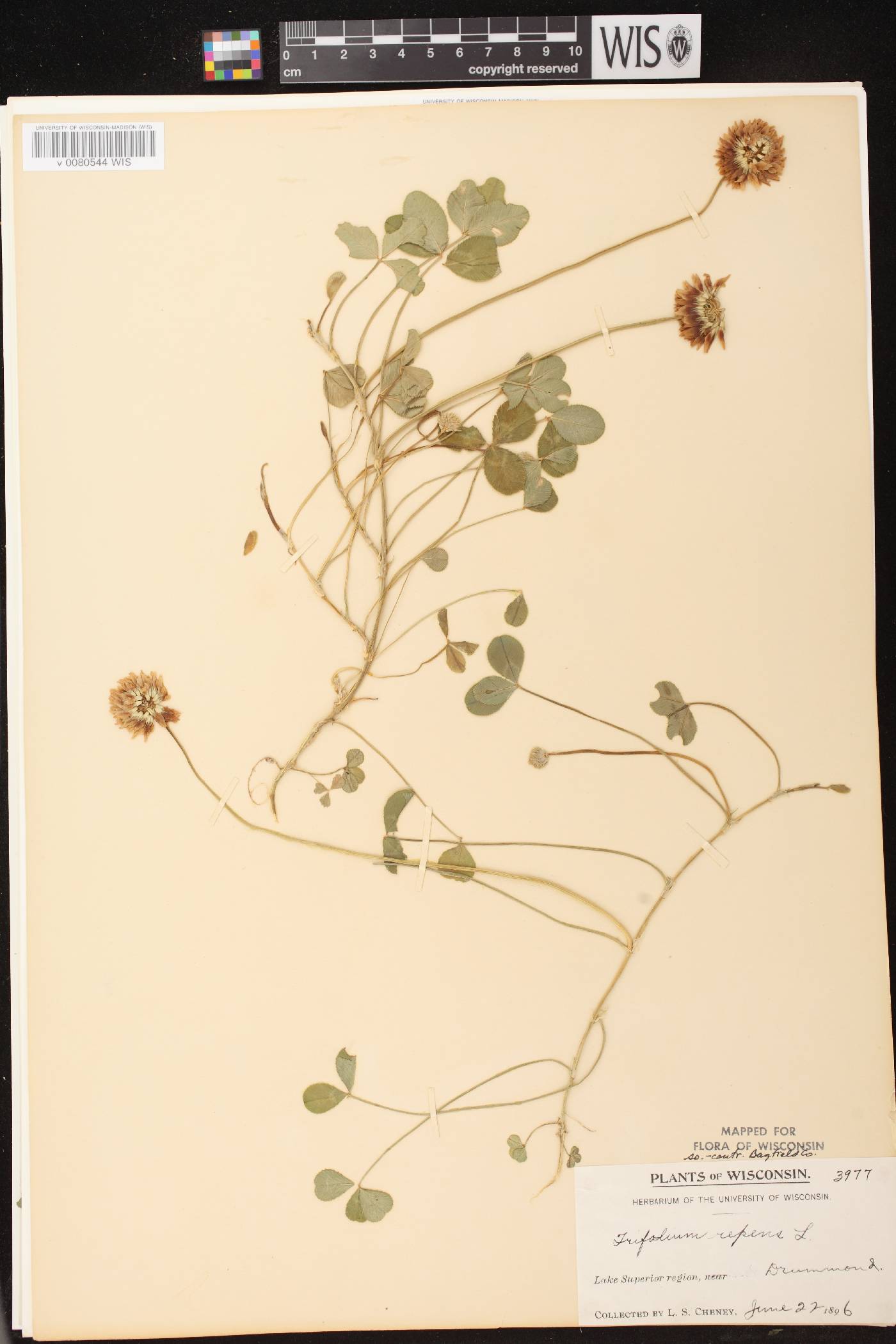 Trifolium repens image