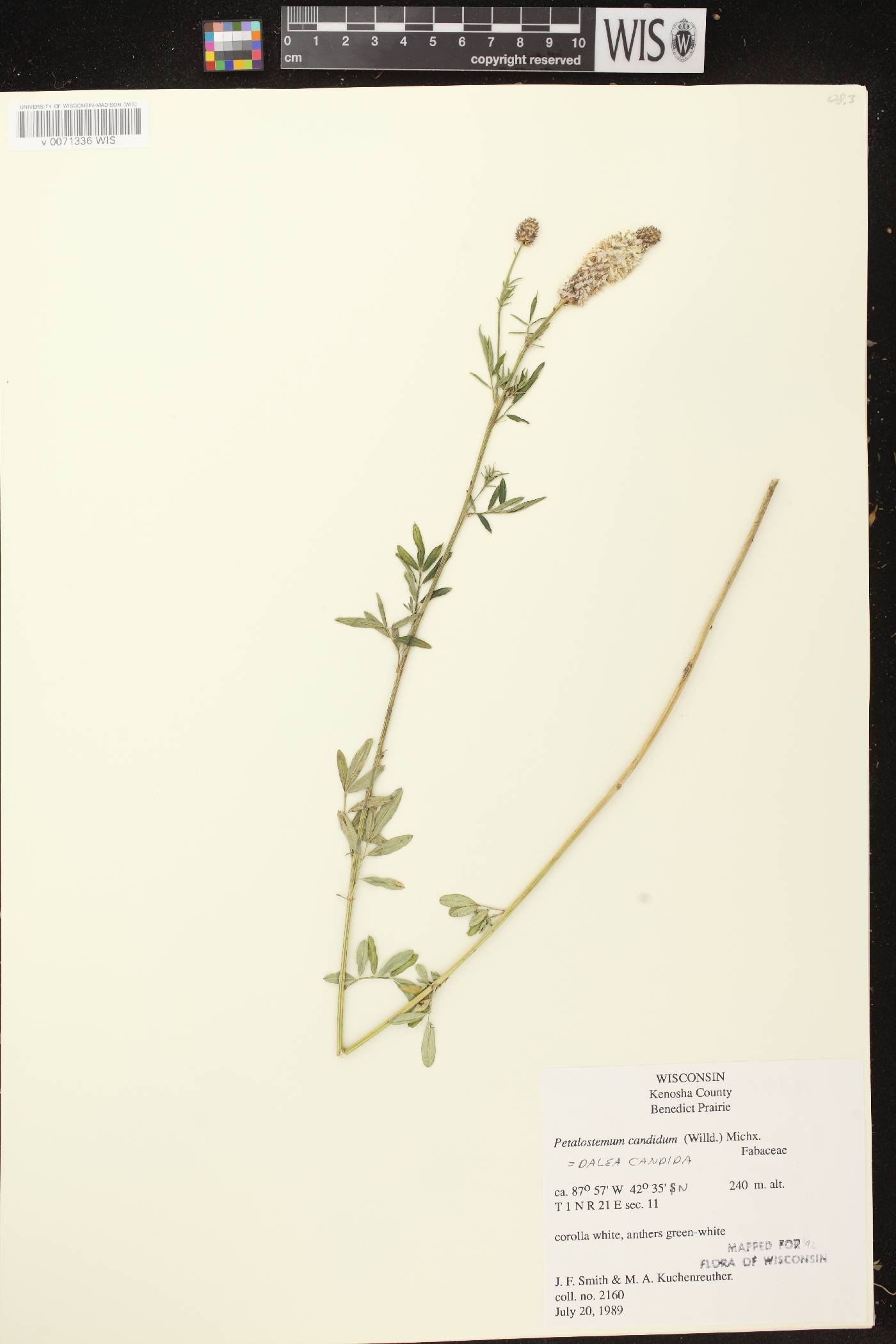 Dalea candida image