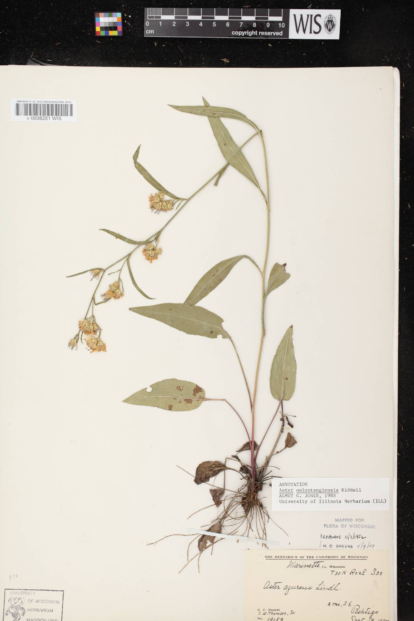 Symphyotrichum oolentangiense image