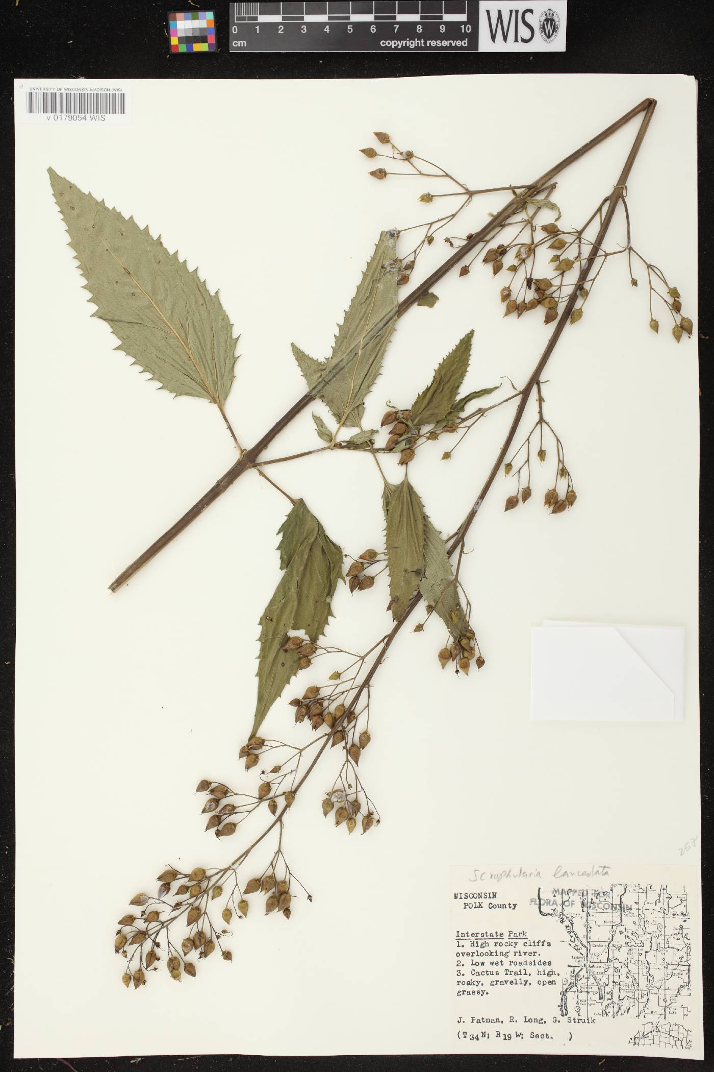 Scrophularia lanceolata image