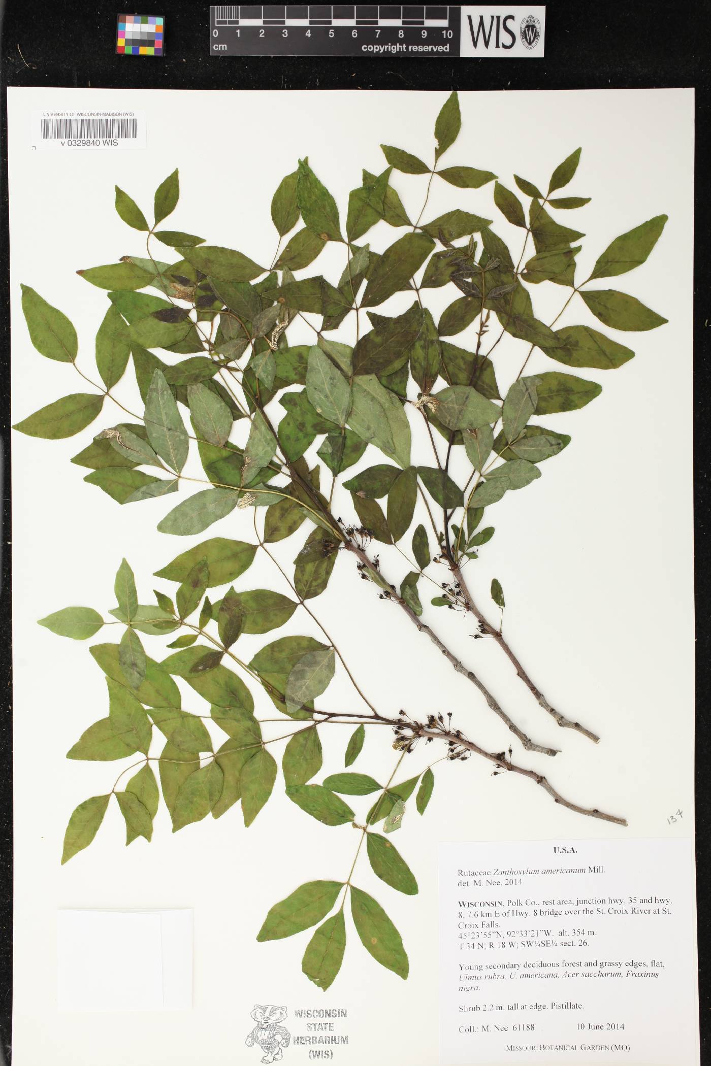 Zanthoxylum americanum image