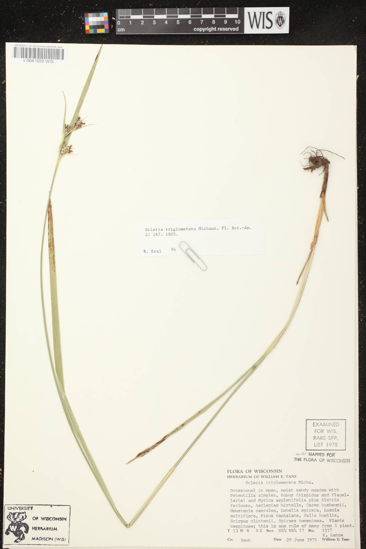 Scleria triglomerata image