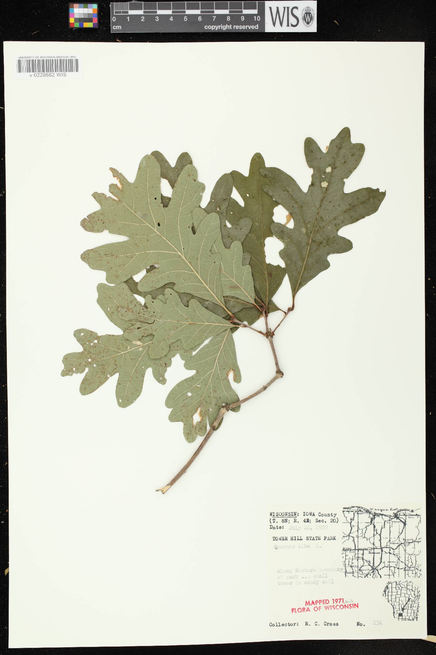 Quercus alba image
