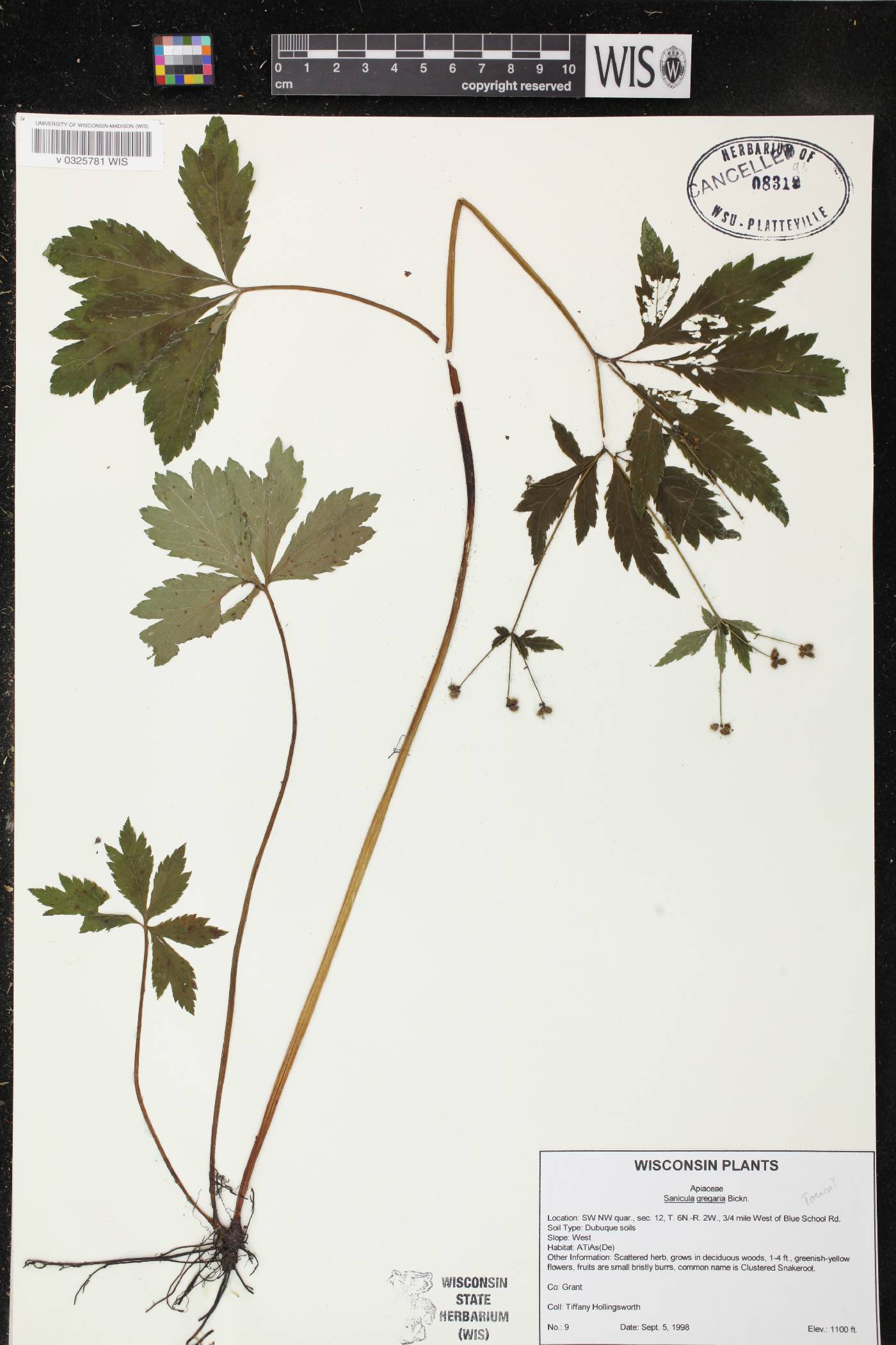 Sanicula odorata image