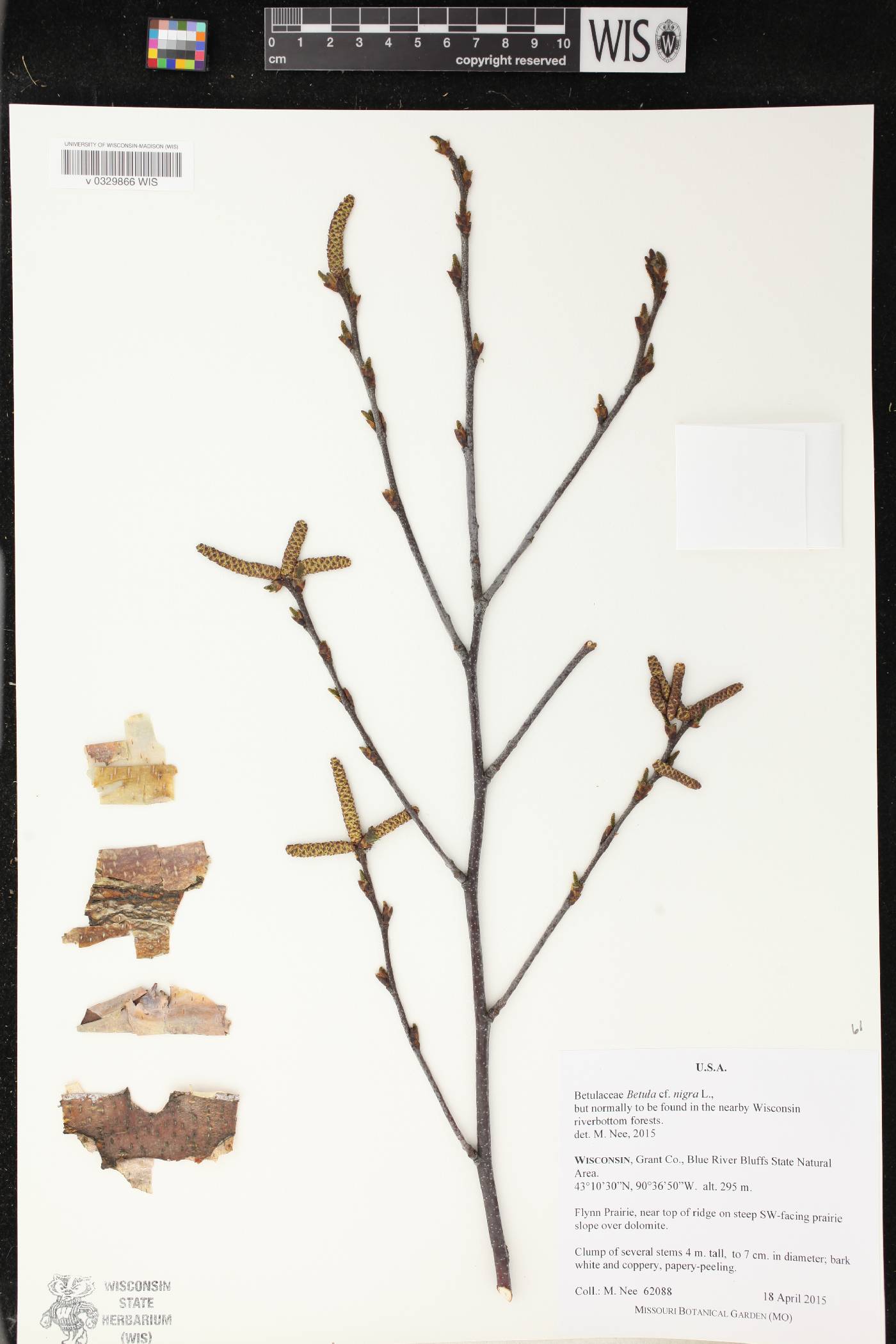 Betula nigra image