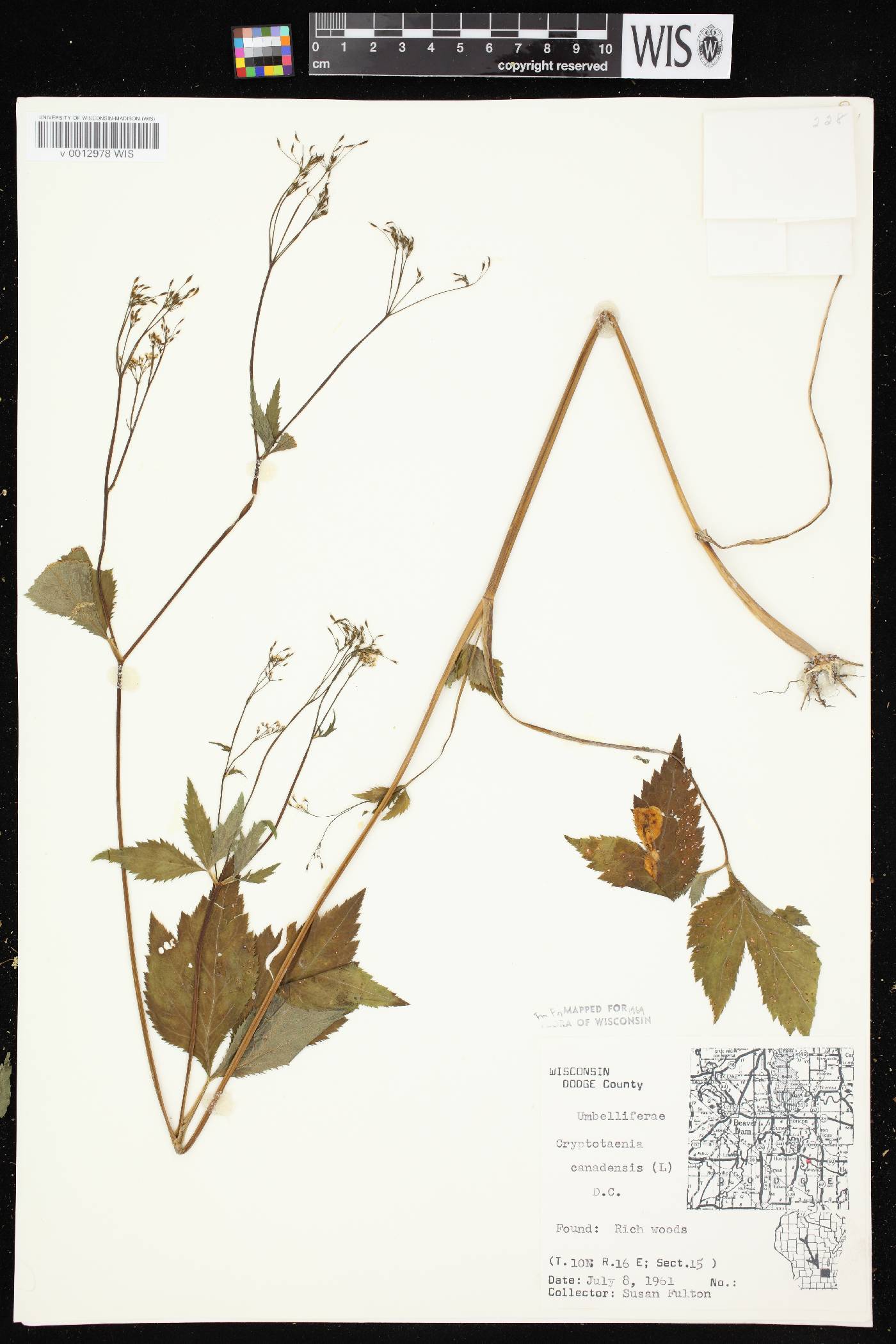 Cryptotaenia canadensis image