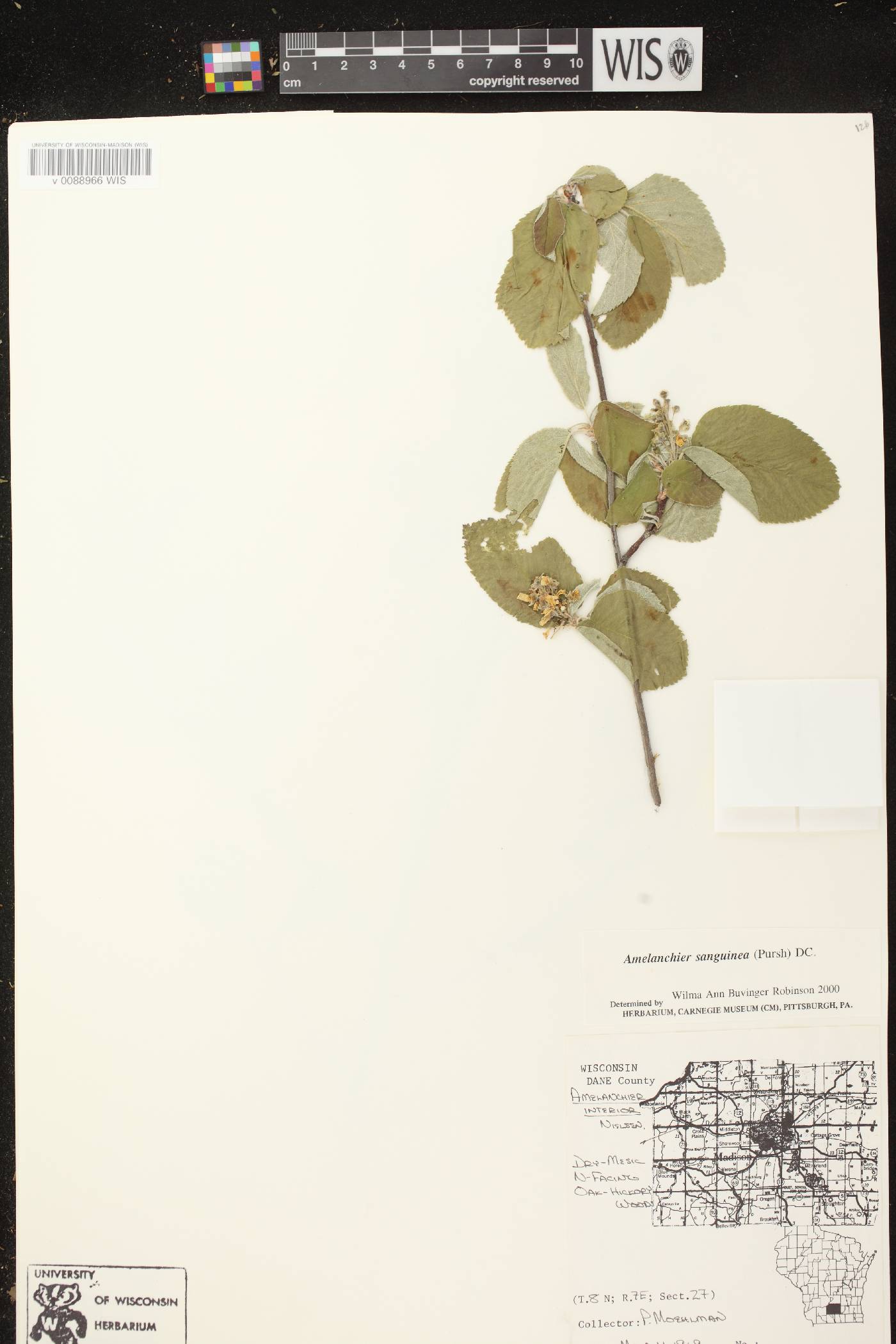 Amelanchier sanguinea image