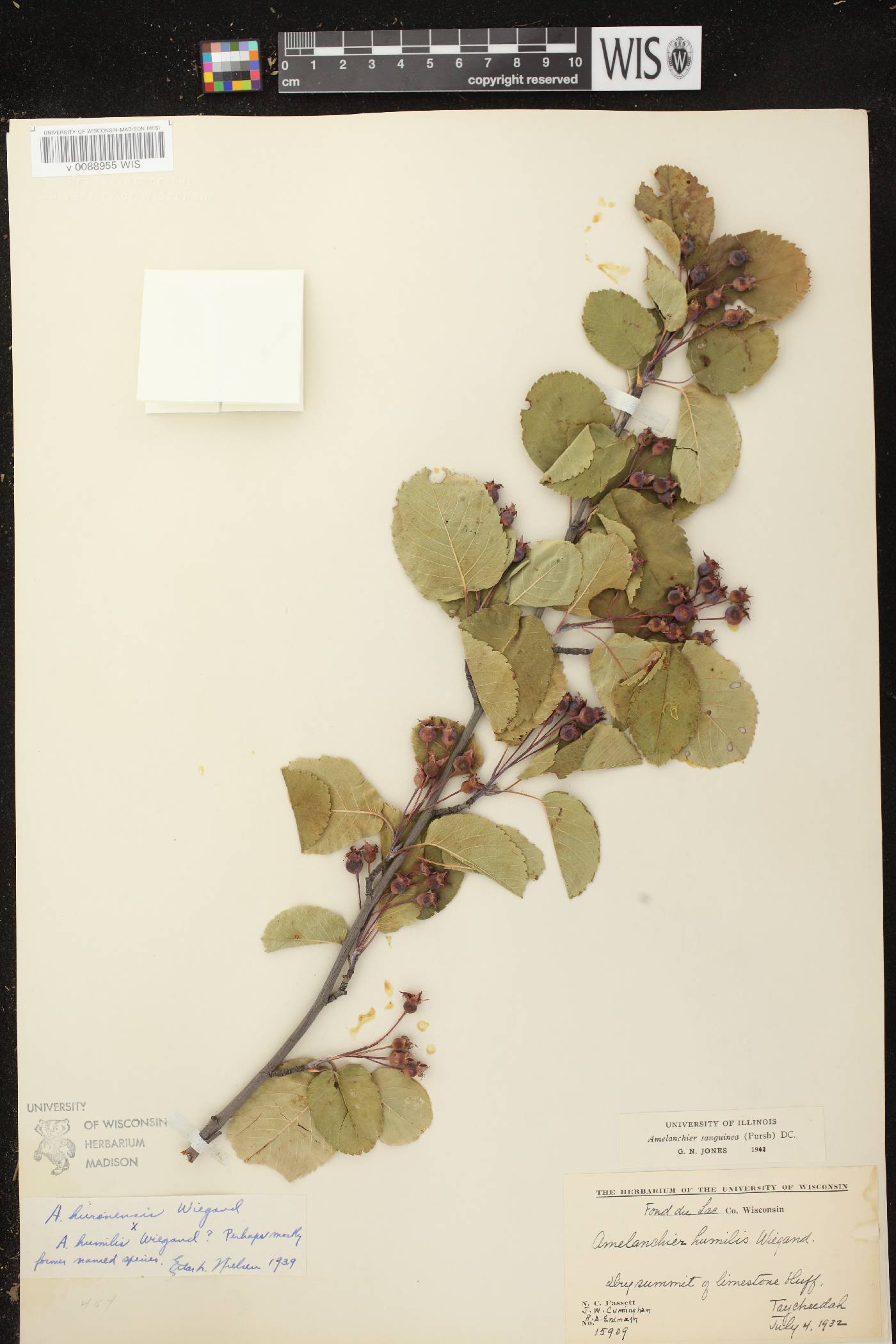 Amelanchier sanguinea image