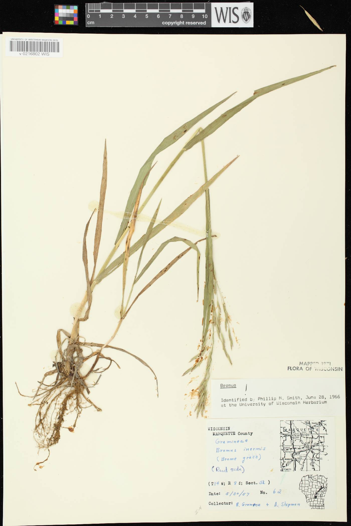 Bromus inermis image