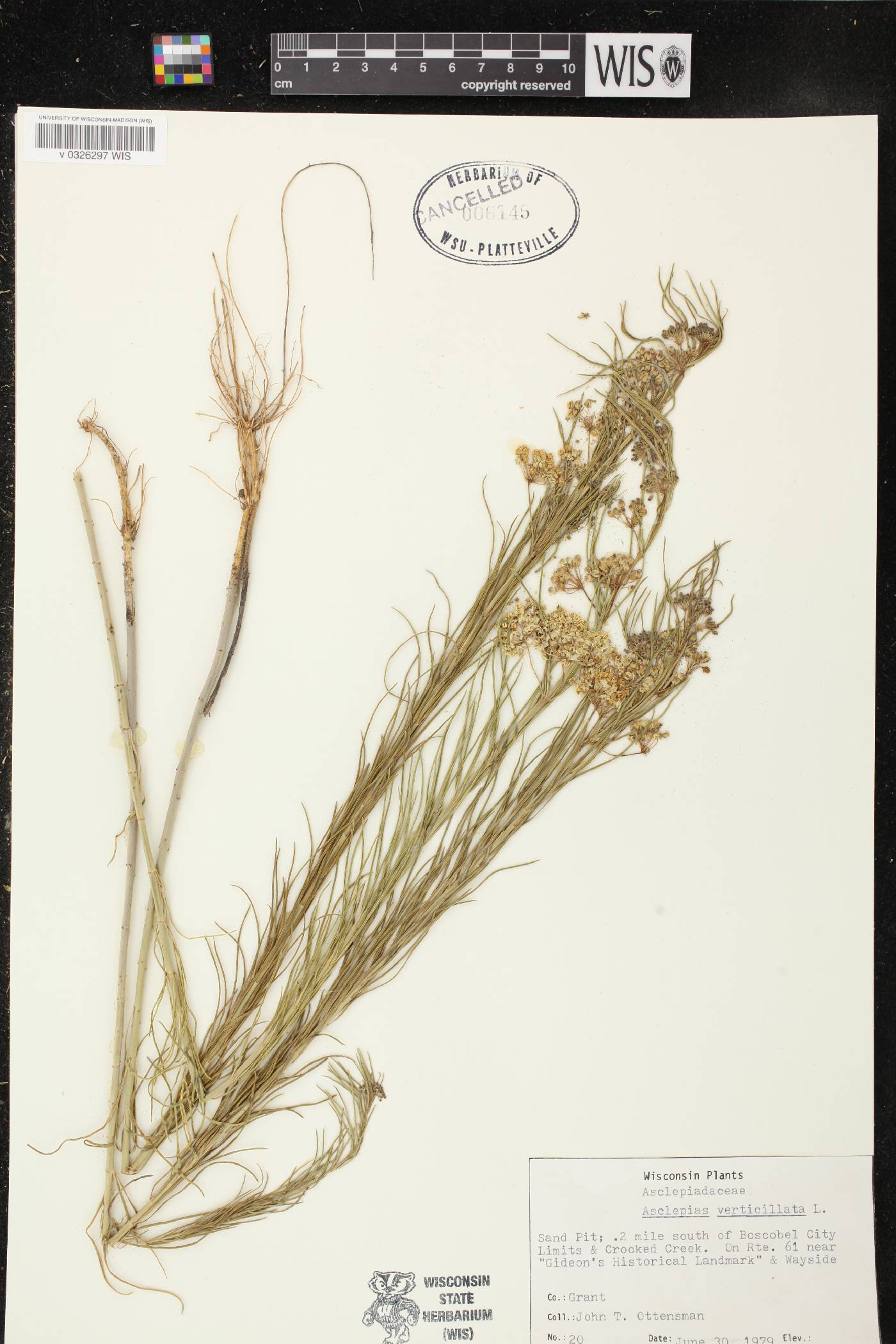Asclepias verticillata image