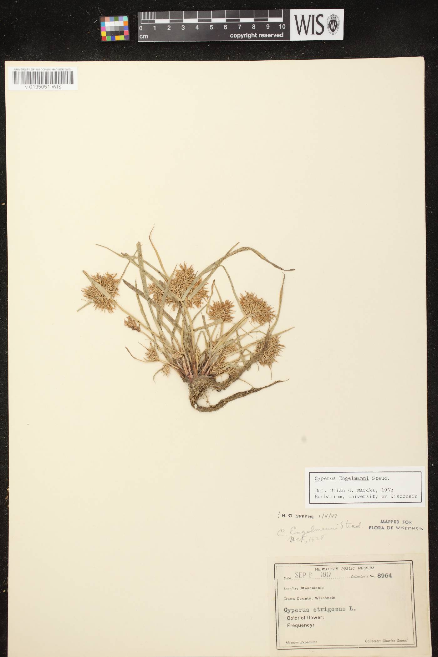 Cyperus odoratus image