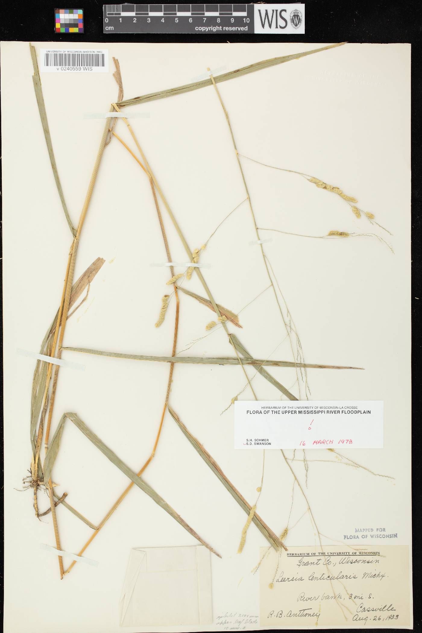 Leersia lenticularis image