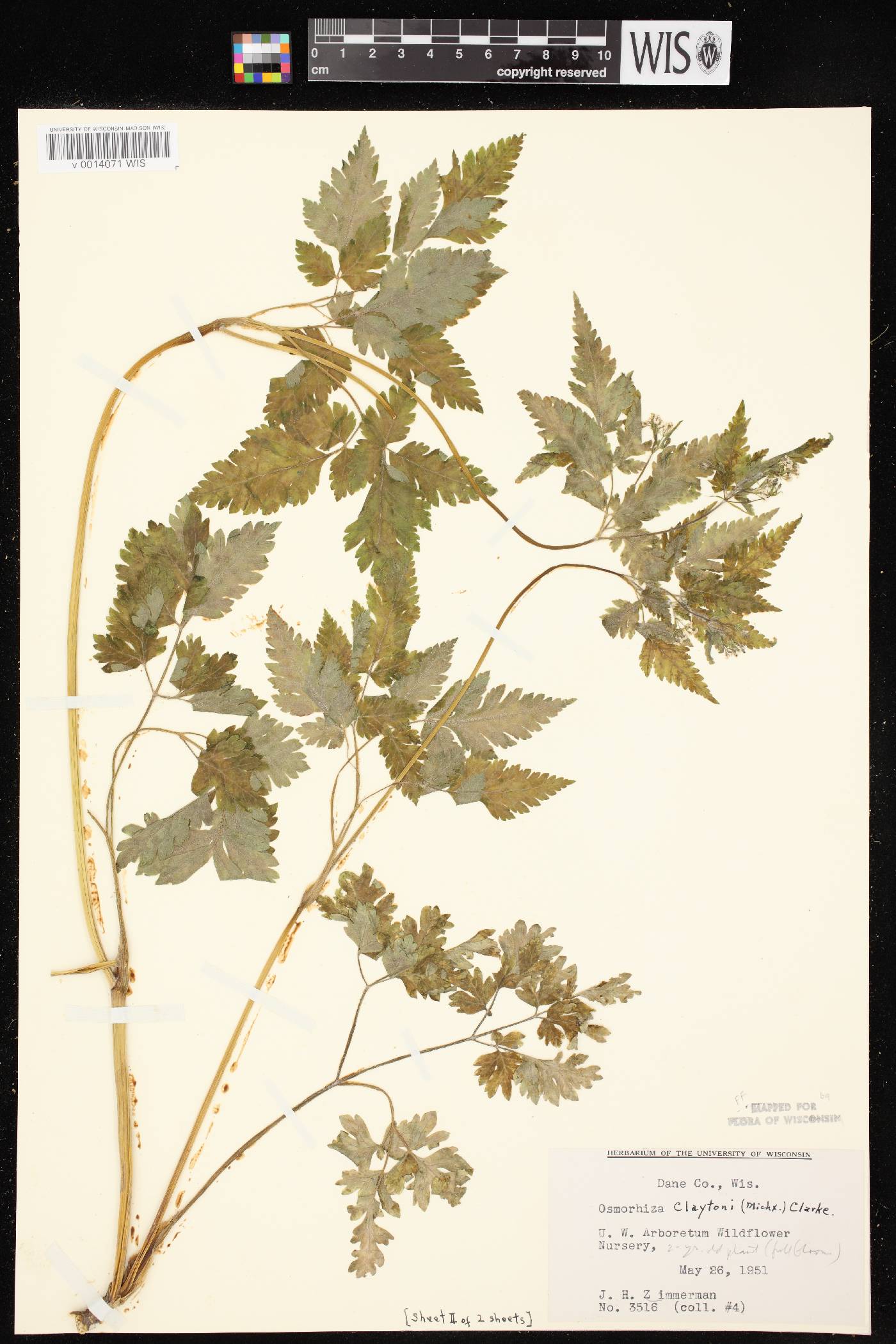 Osmorhiza claytonii image