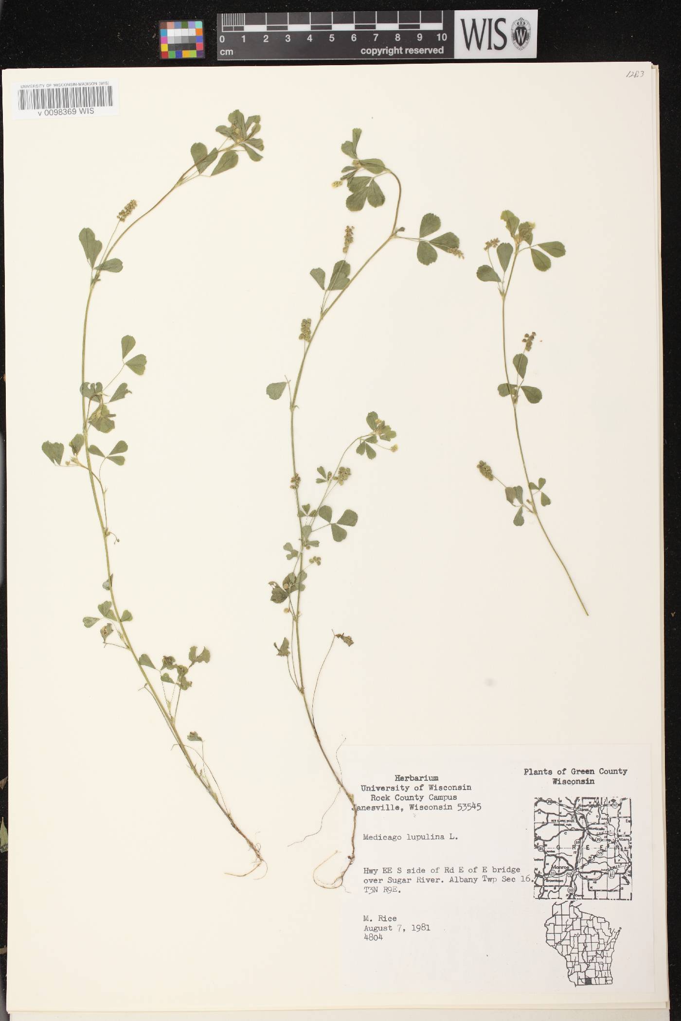Medicago lupulina image
