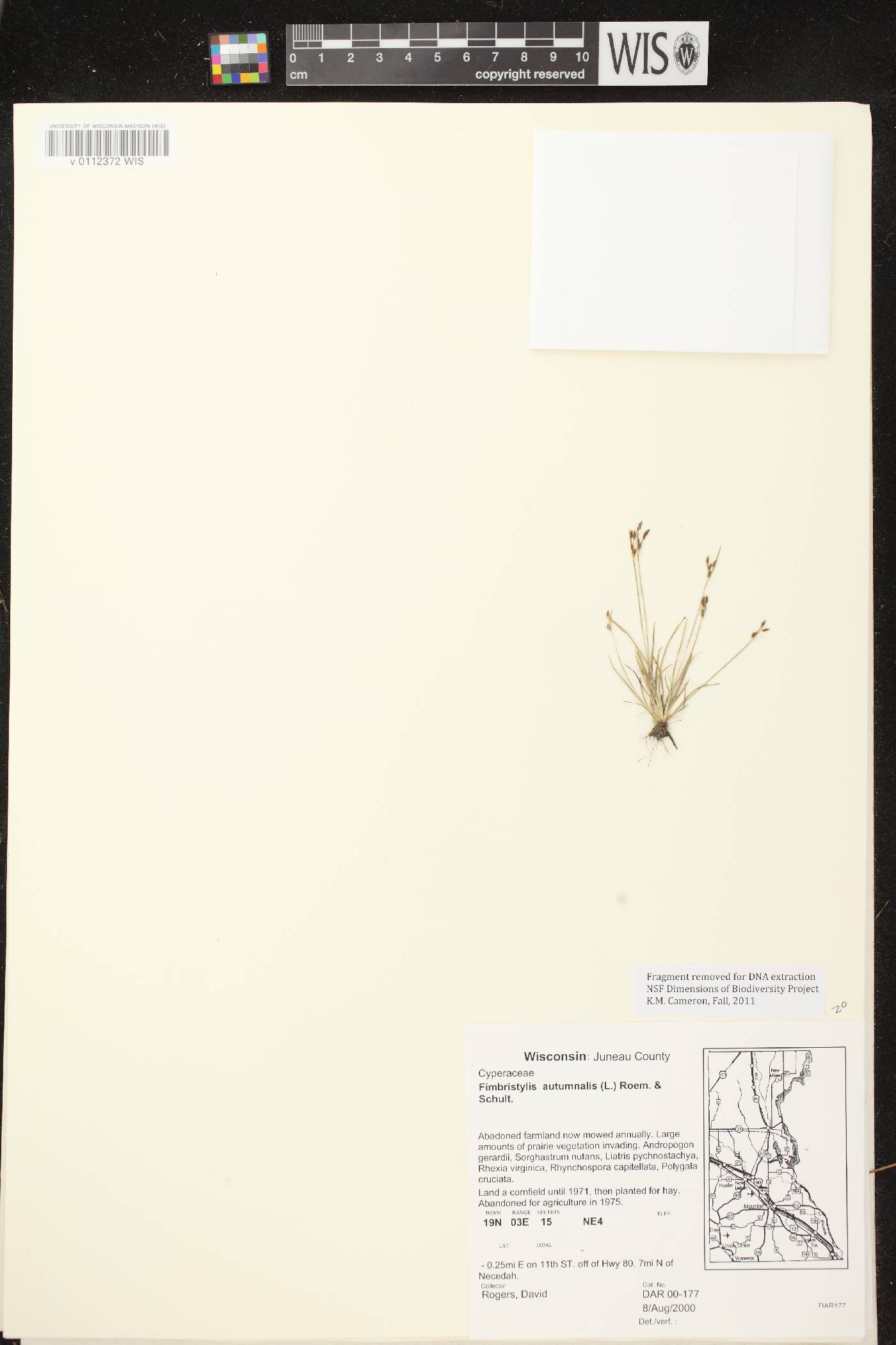 Fimbristylis autumnalis image
