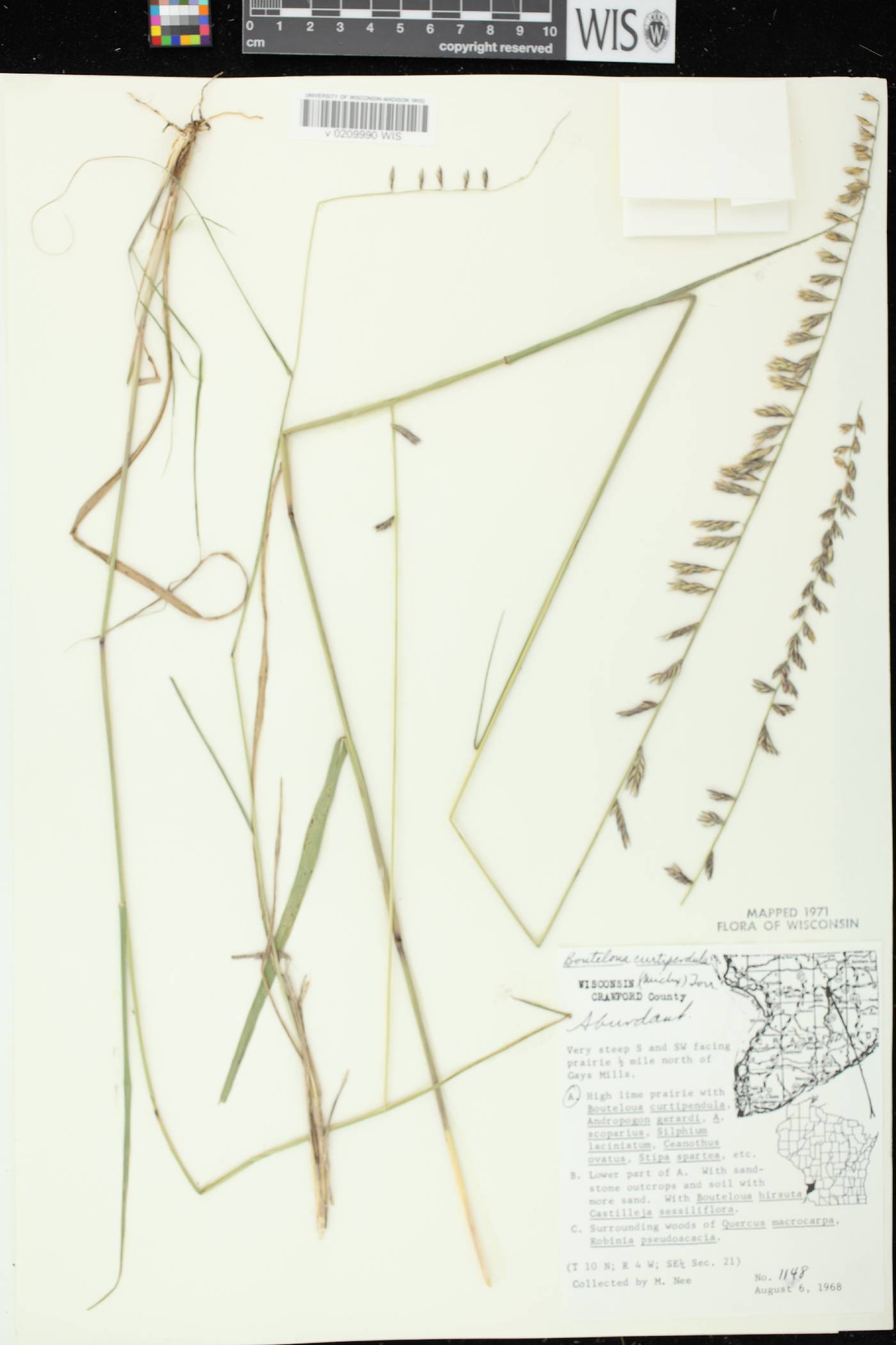 Bouteloua curtipendula image