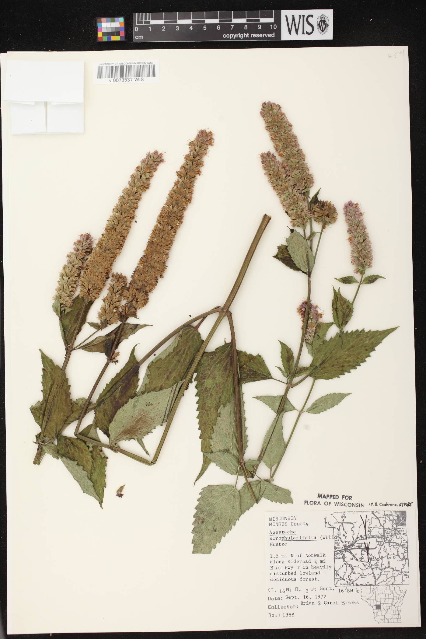 Agastache scrophulariifolia image