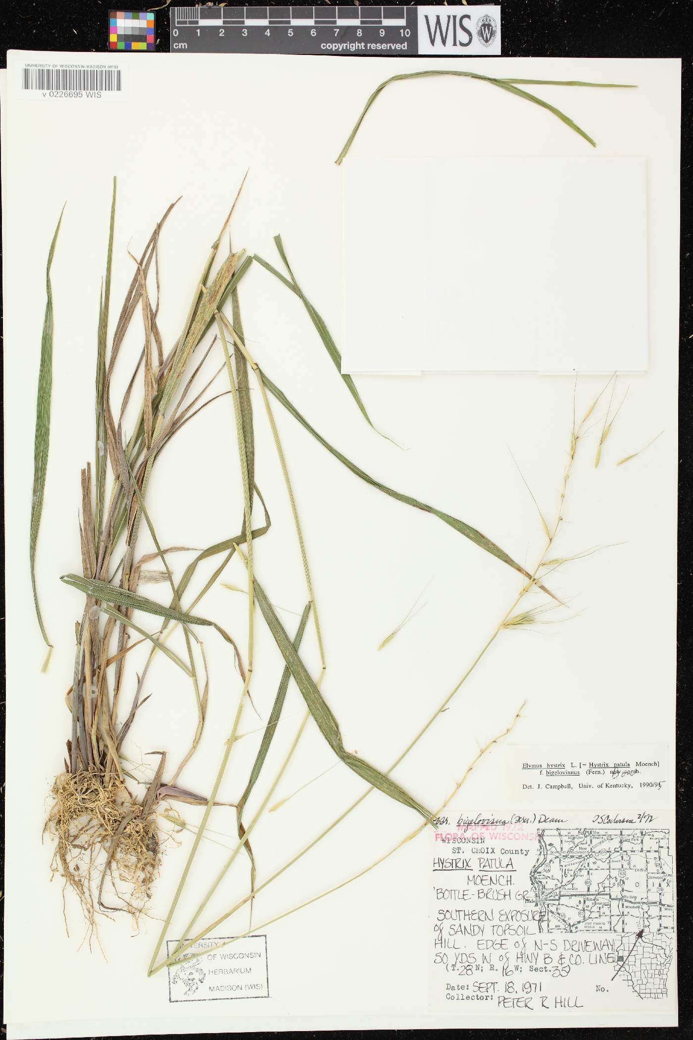 Elymus hystrix var. bigeloviana image