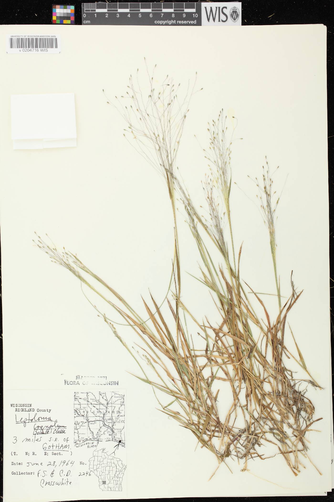 Digitaria cognata image