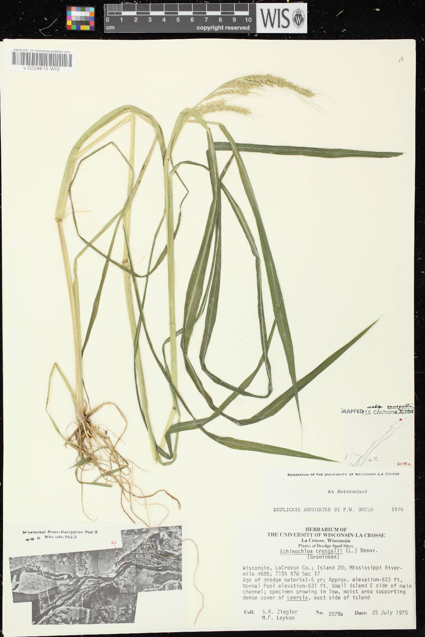 Echinochloa crus-galli image
