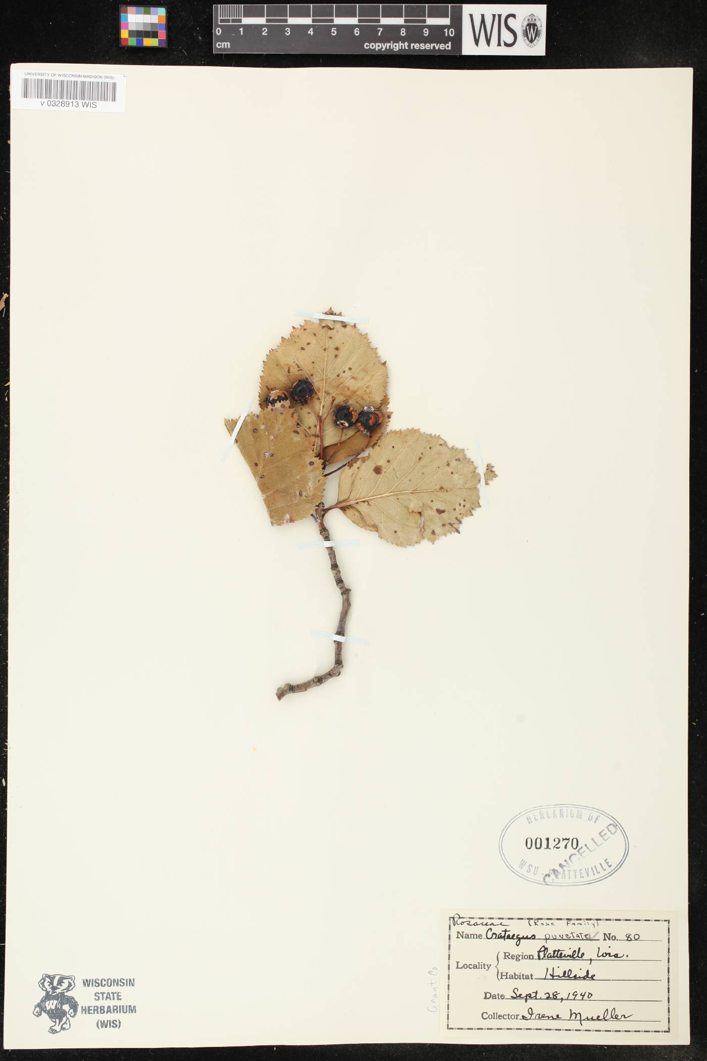 Crataegus punctata image