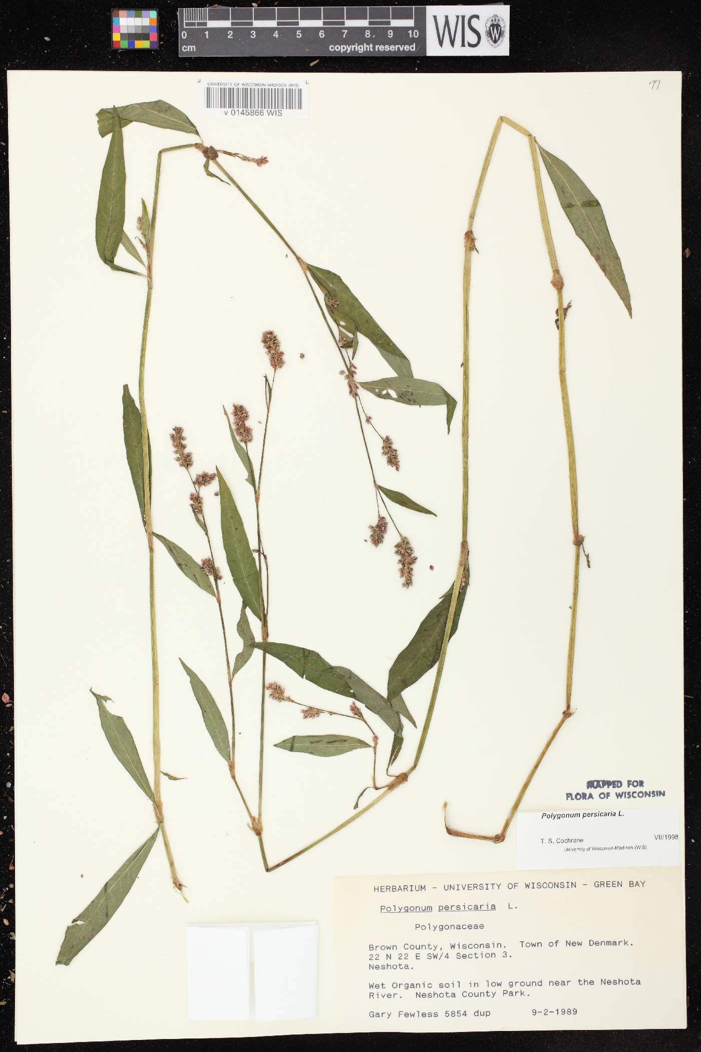 Persicaria maculosa image