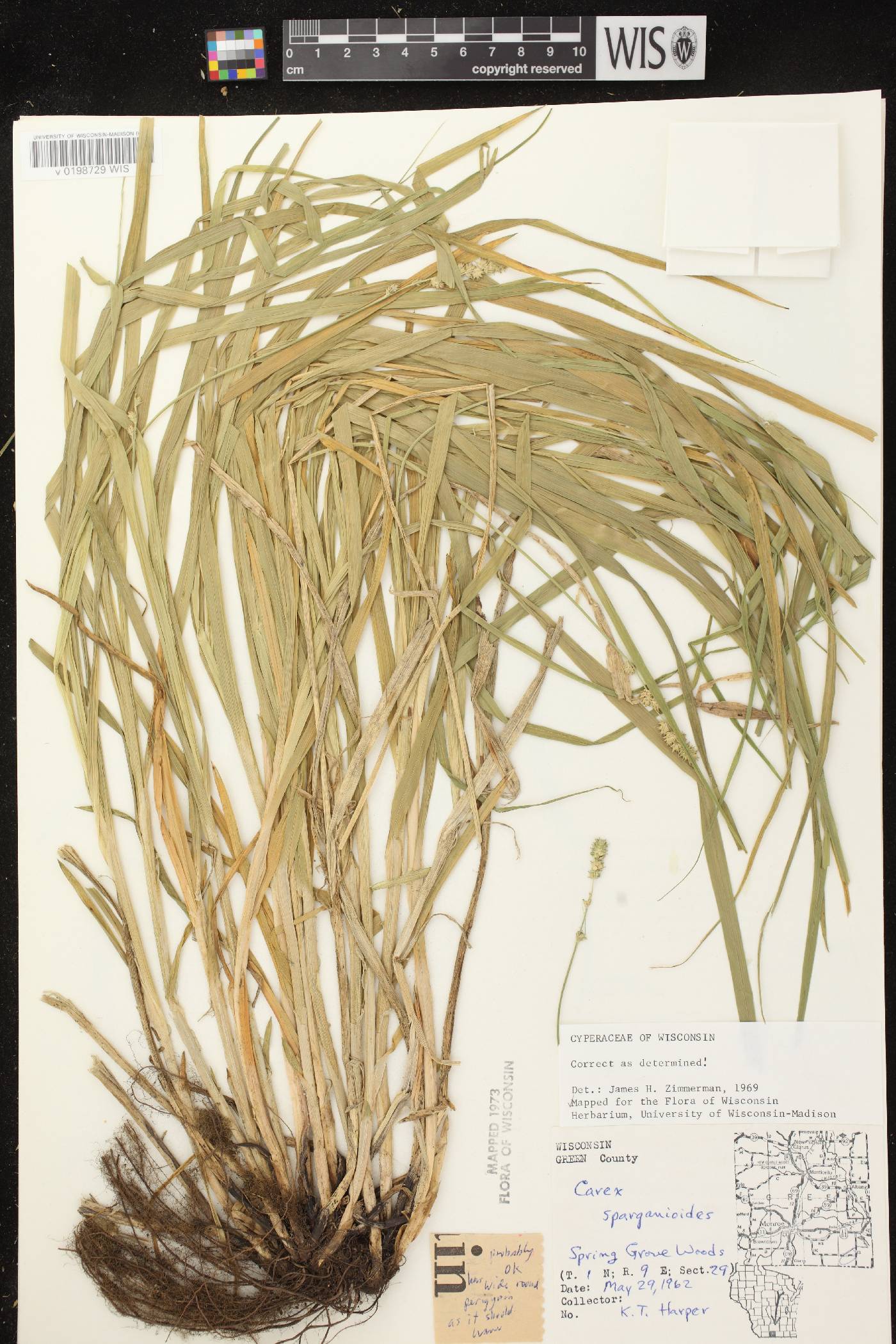 Carex sparganioides image