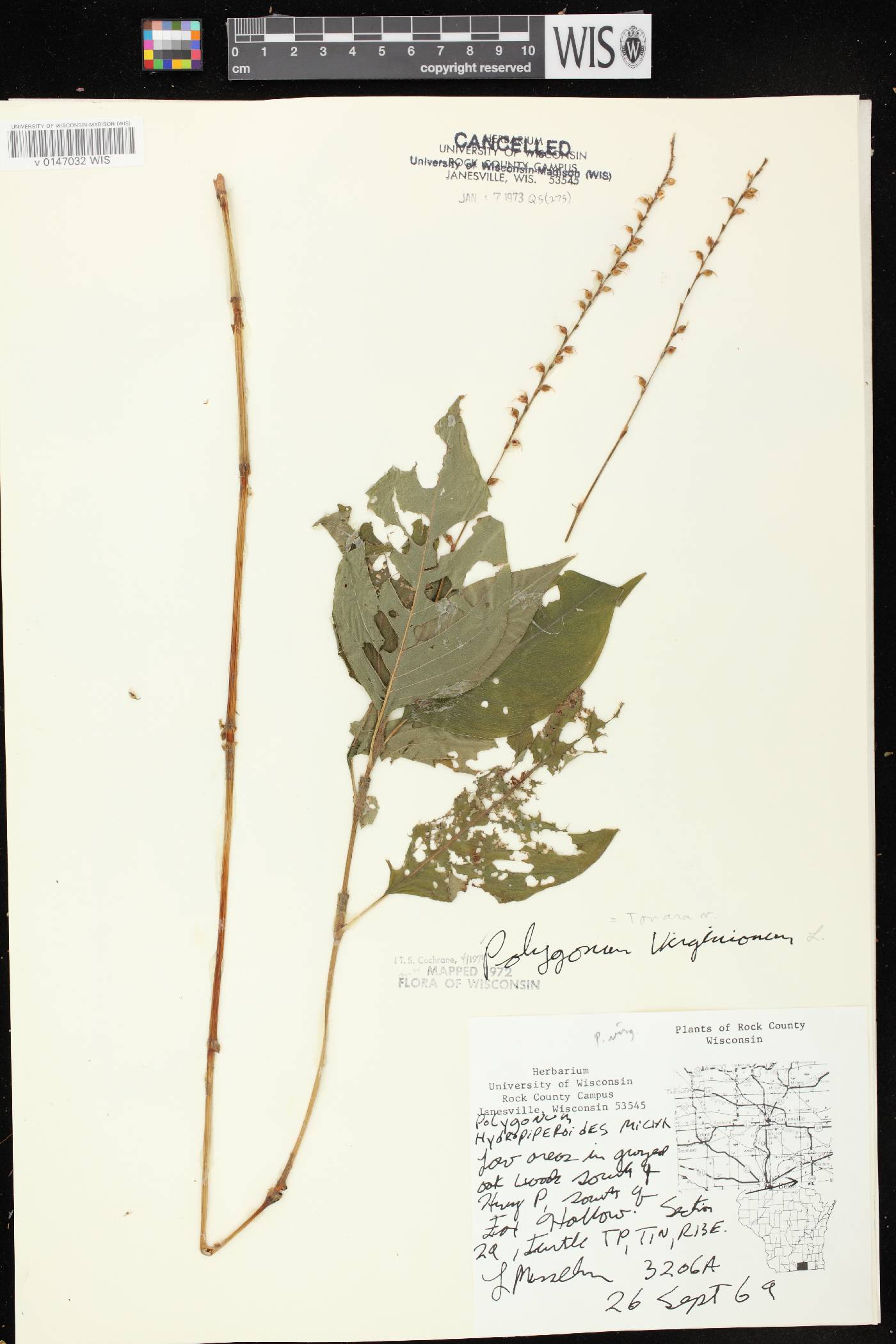 Persicaria virginiana image