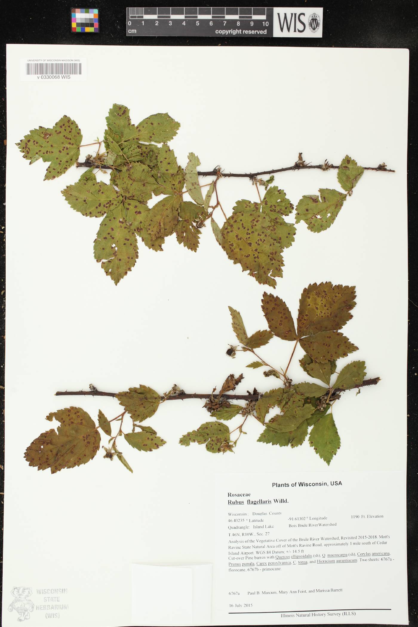 Rubus flagellaris image