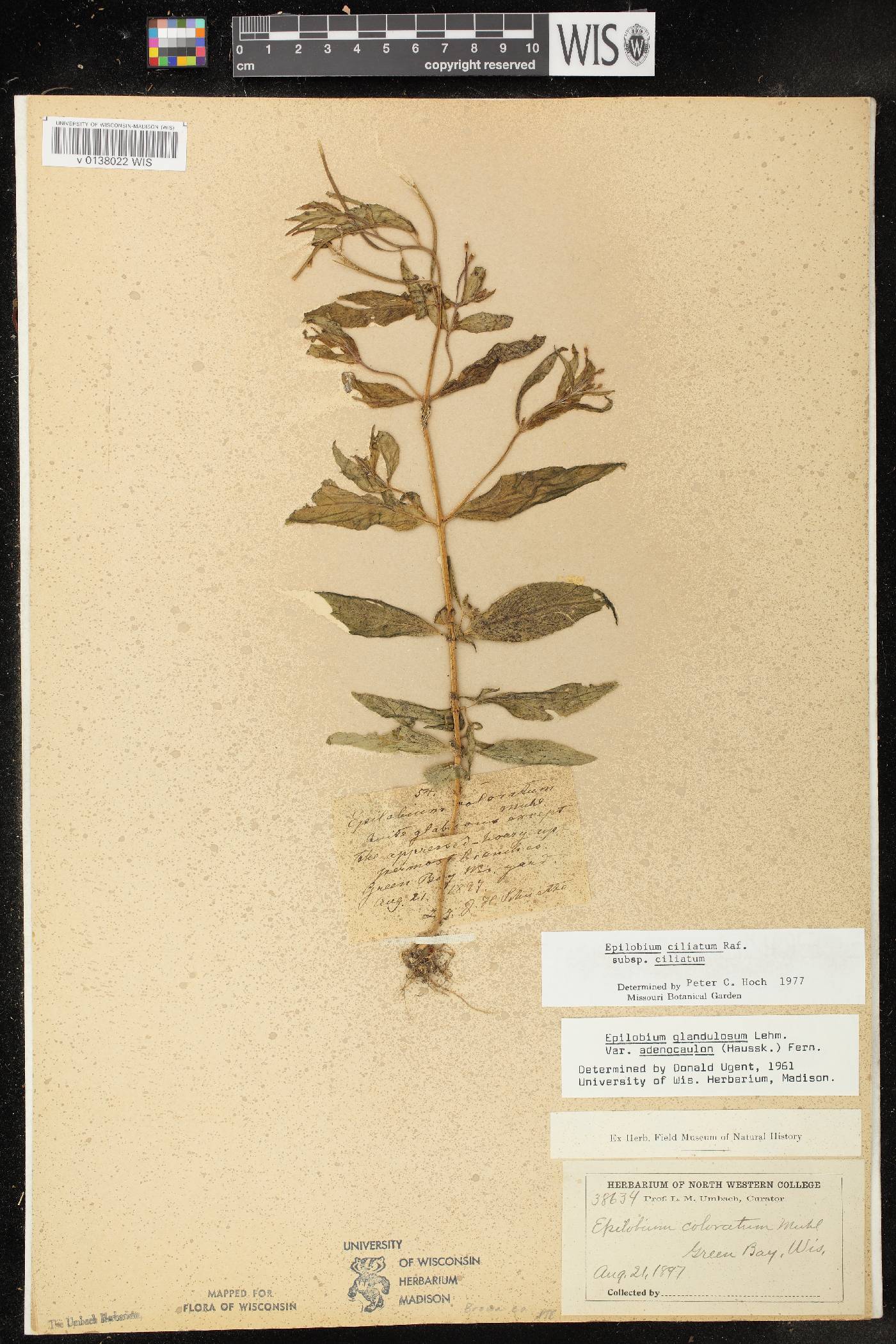 Epilobium ciliatum subsp. ciliatum image
