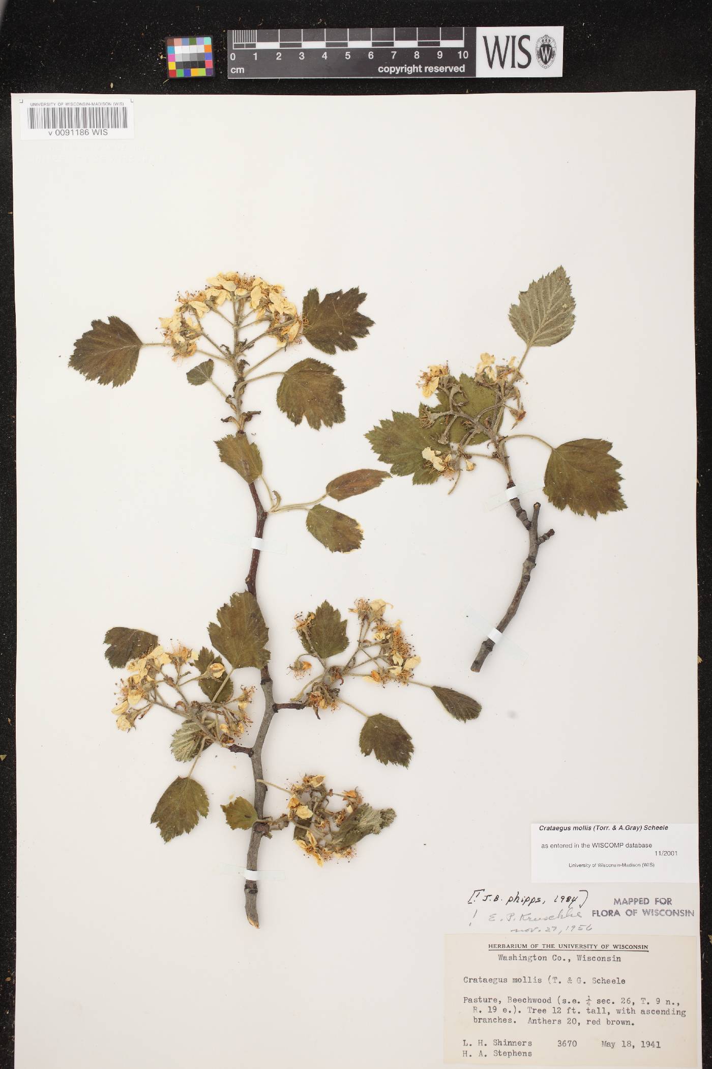 Crataegus mollis image