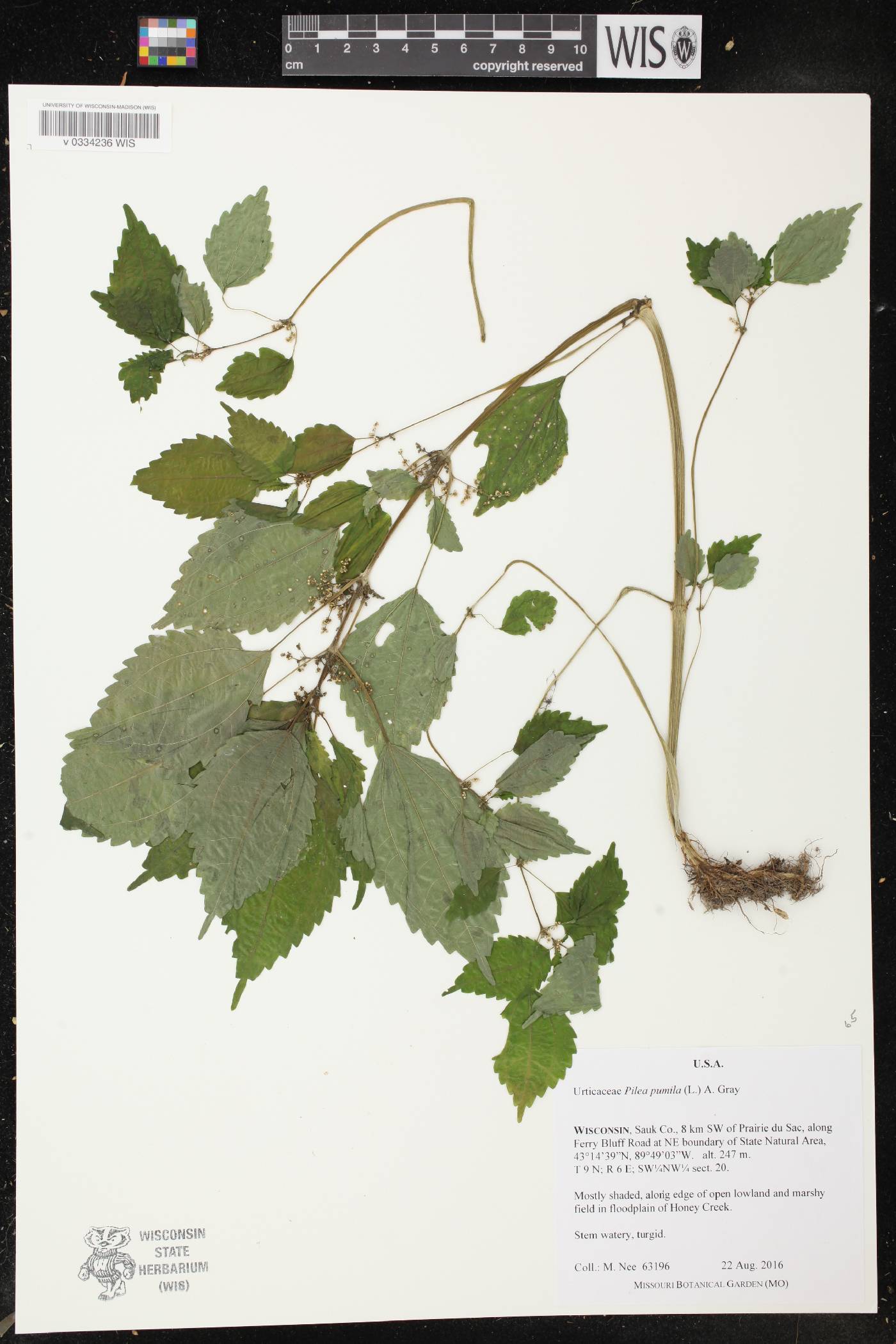 Pilea pumila image