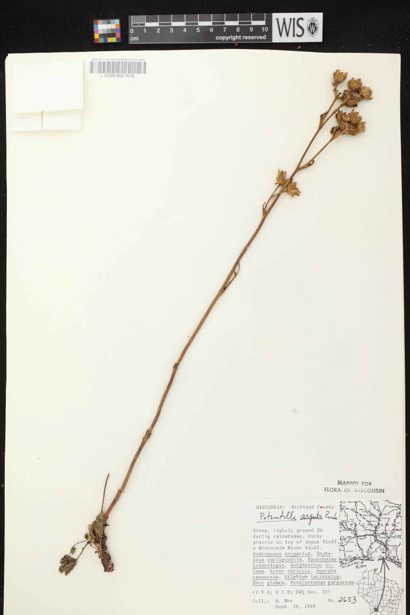Drymocallis arguta image