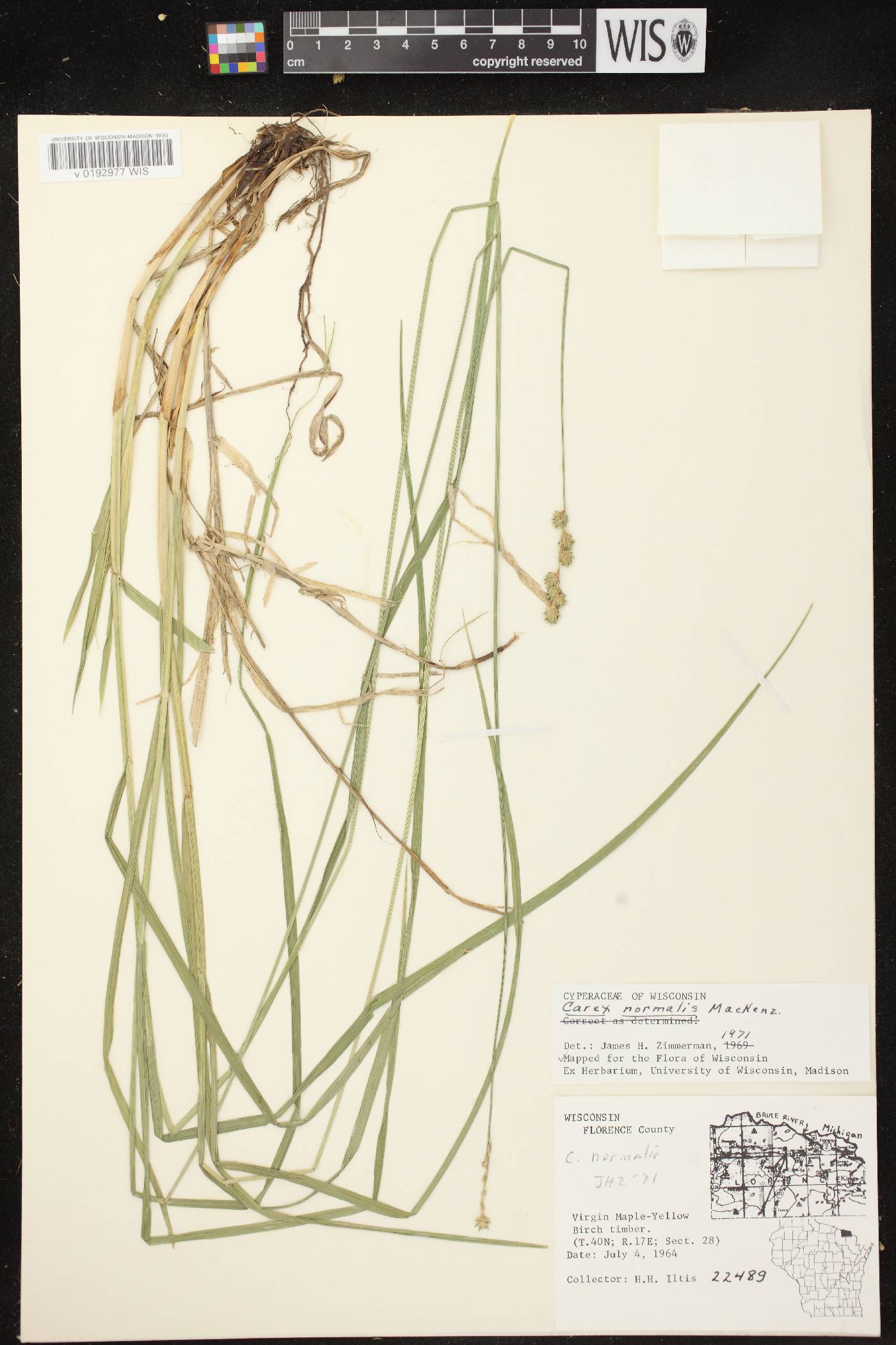 Carex normalis image