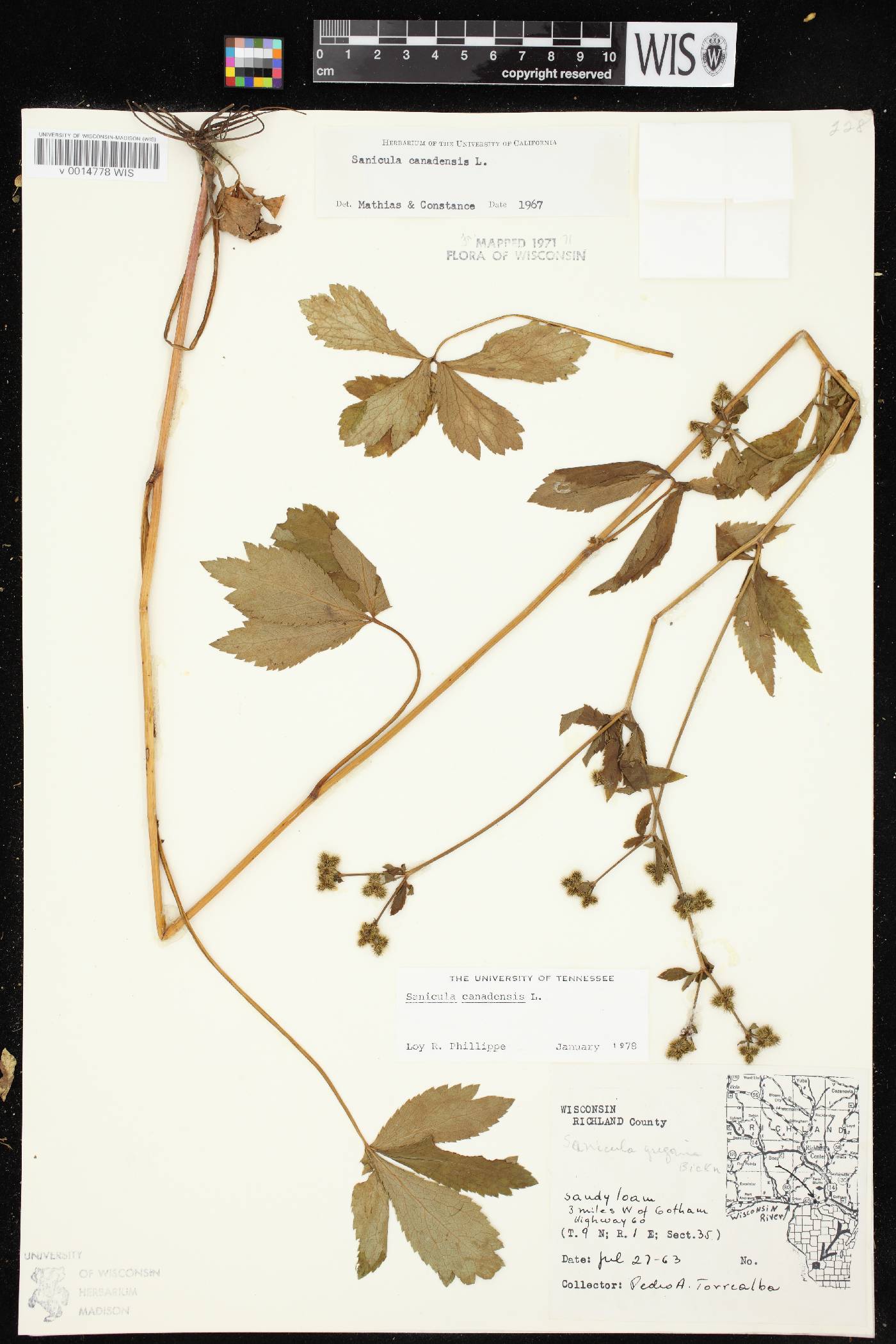 Sanicula canadensis image