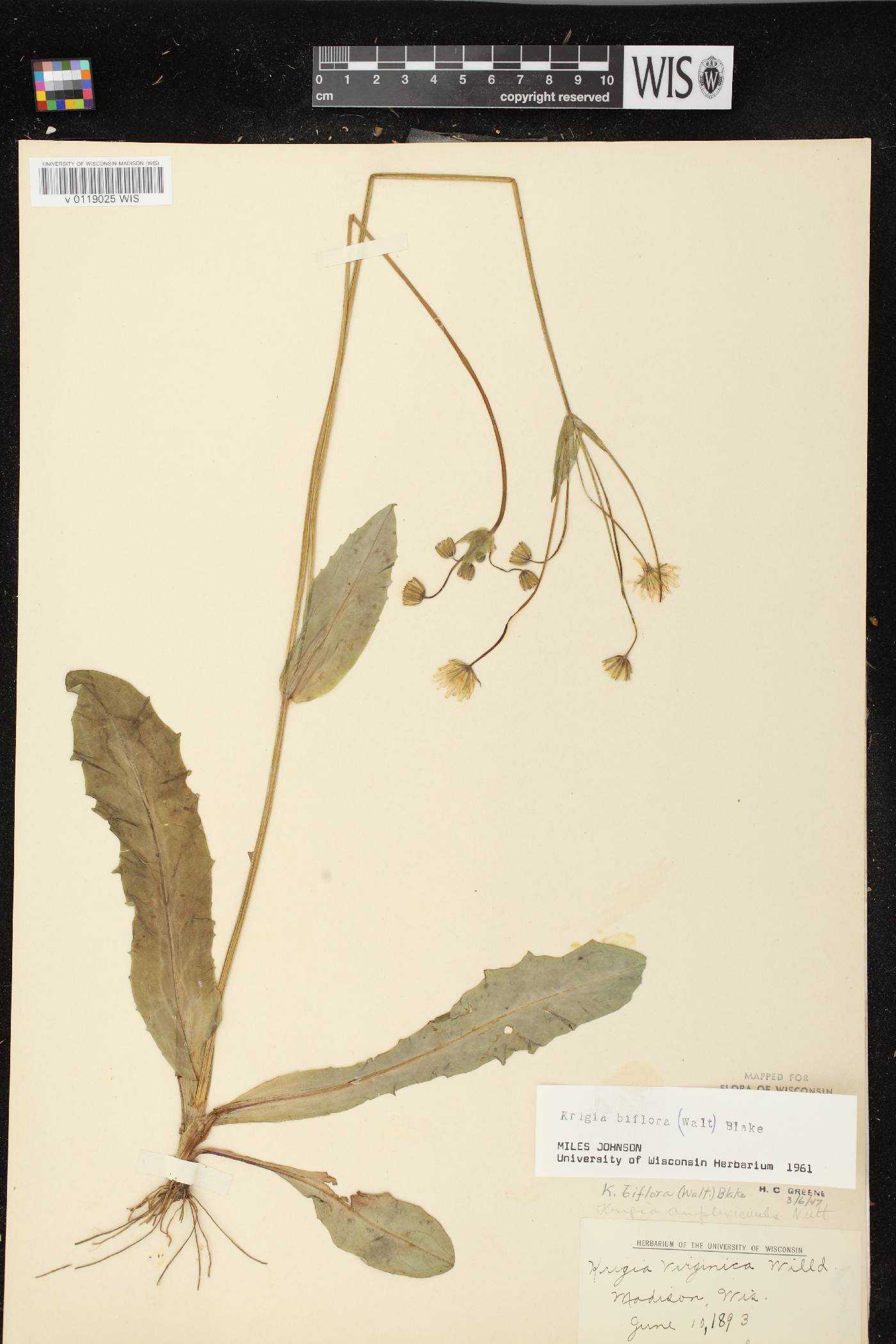 Krigia biflora subsp. glandulifera image