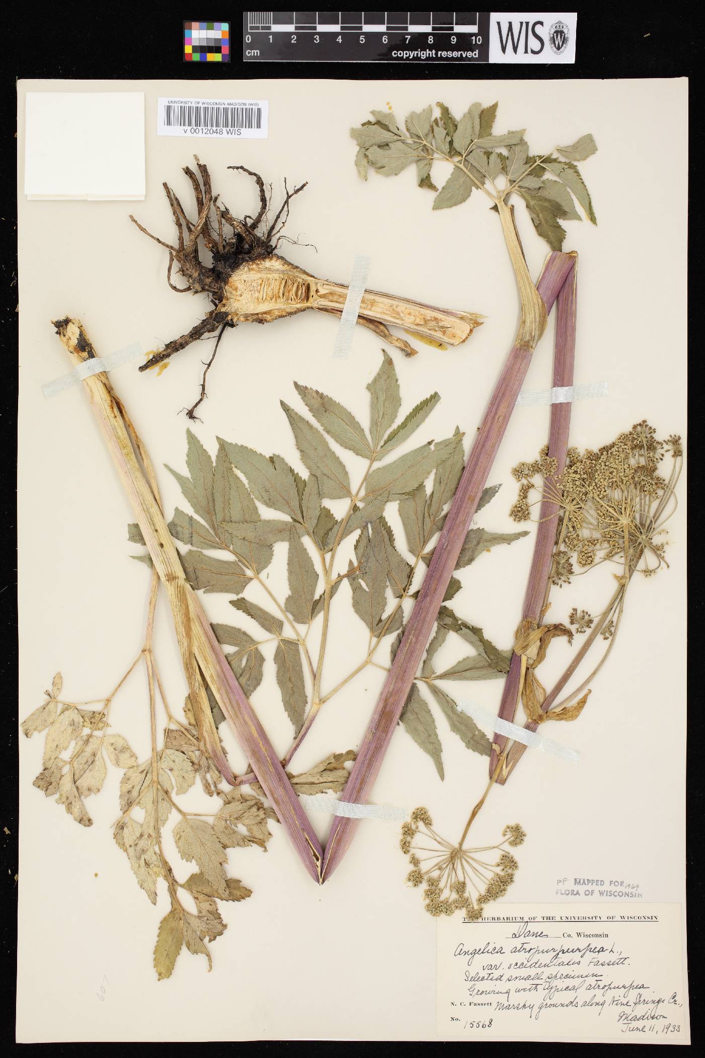 Angelica atropurpurea var. occidentalis image