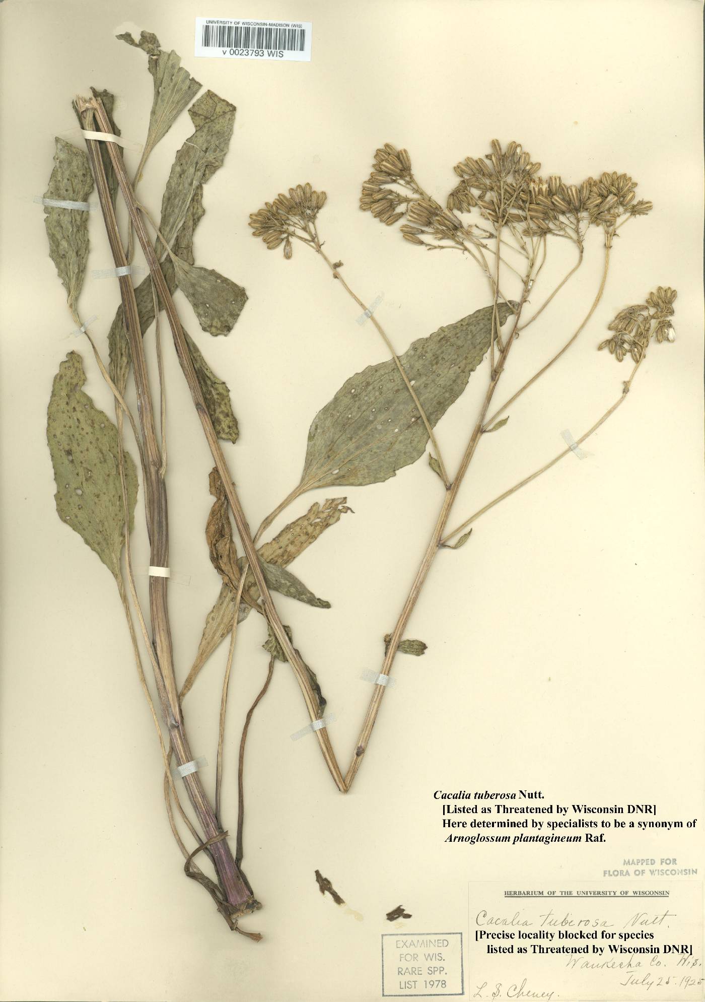 Arnoglossum plantagineum image