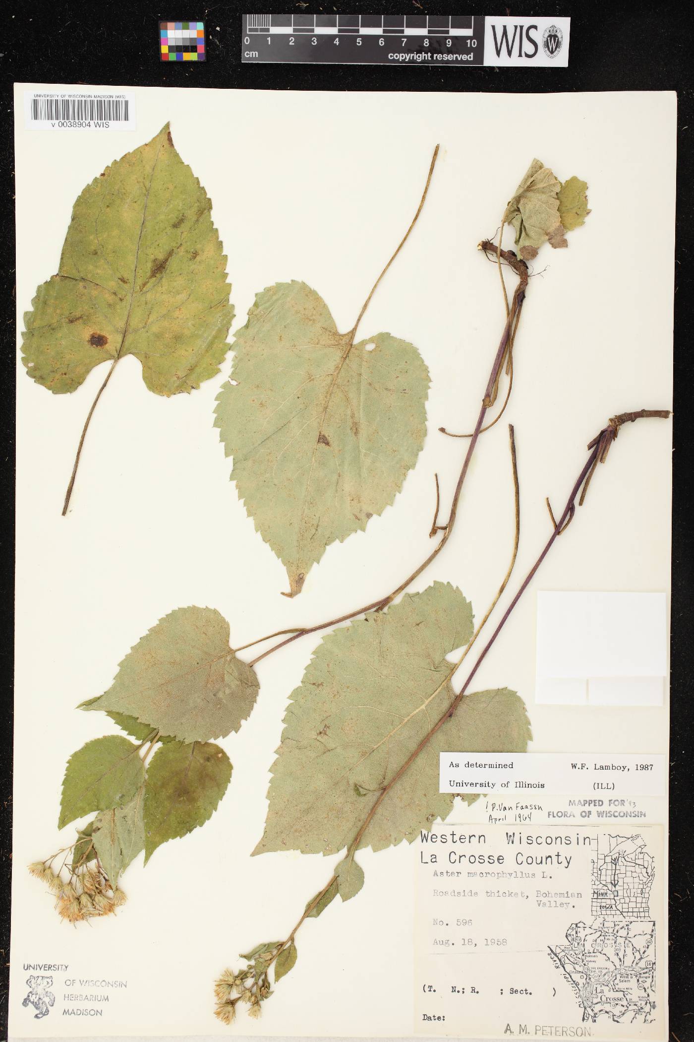 Eurybia macrophylla image