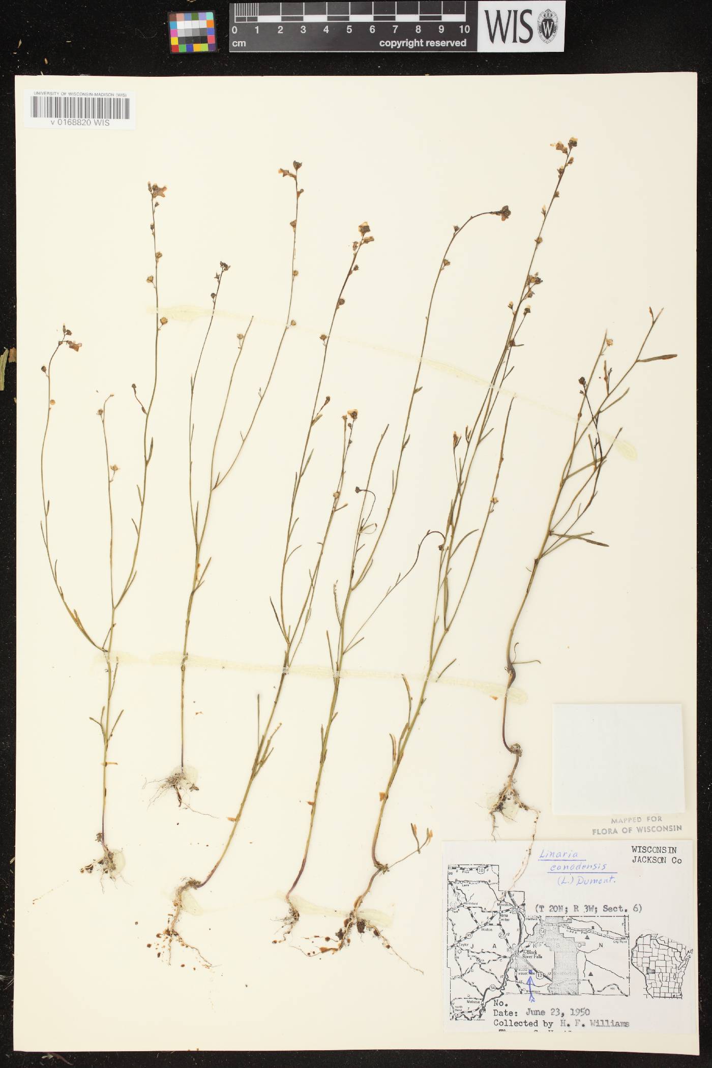 Nuttallanthus canadensis image