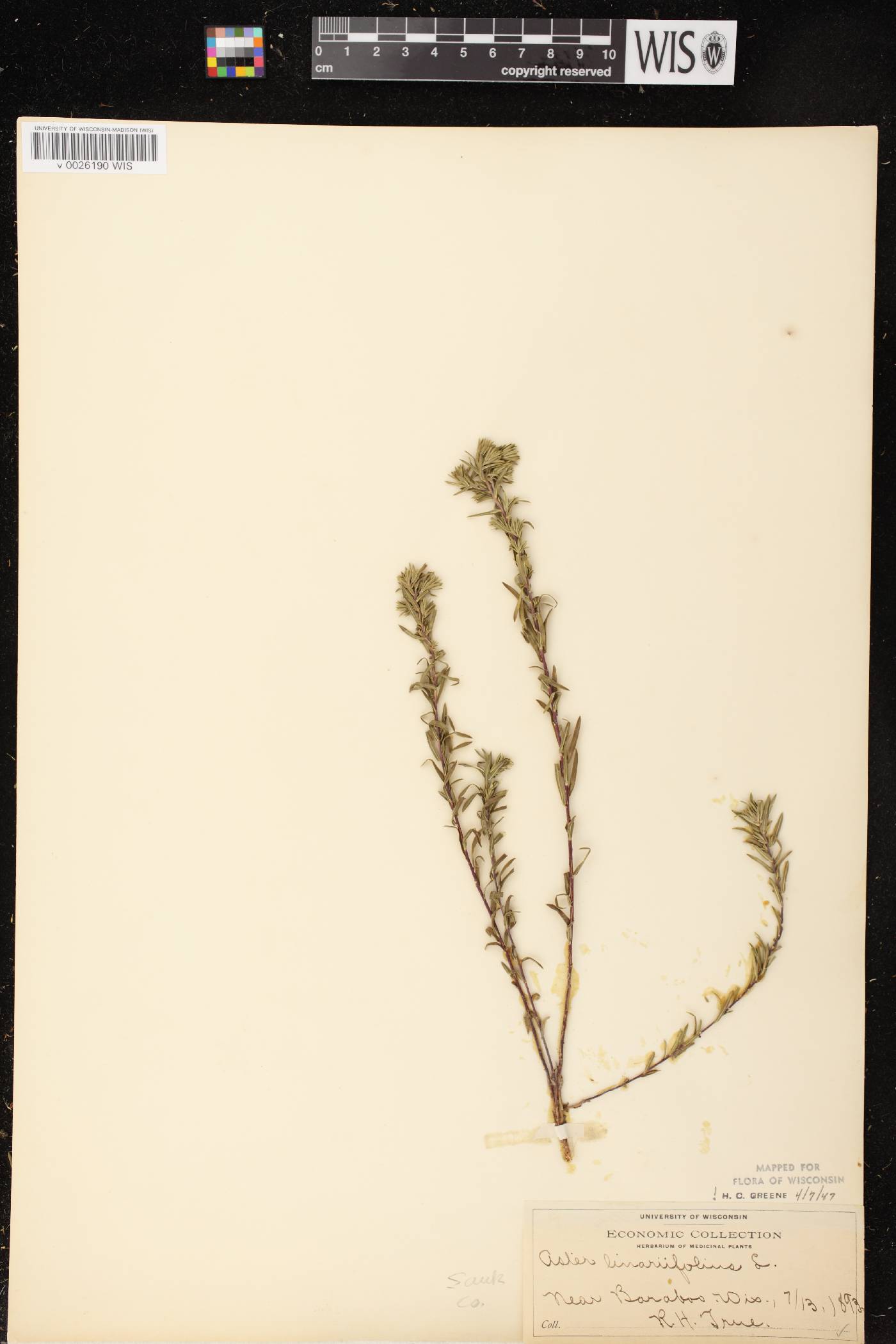 Ionactis linariifolia image