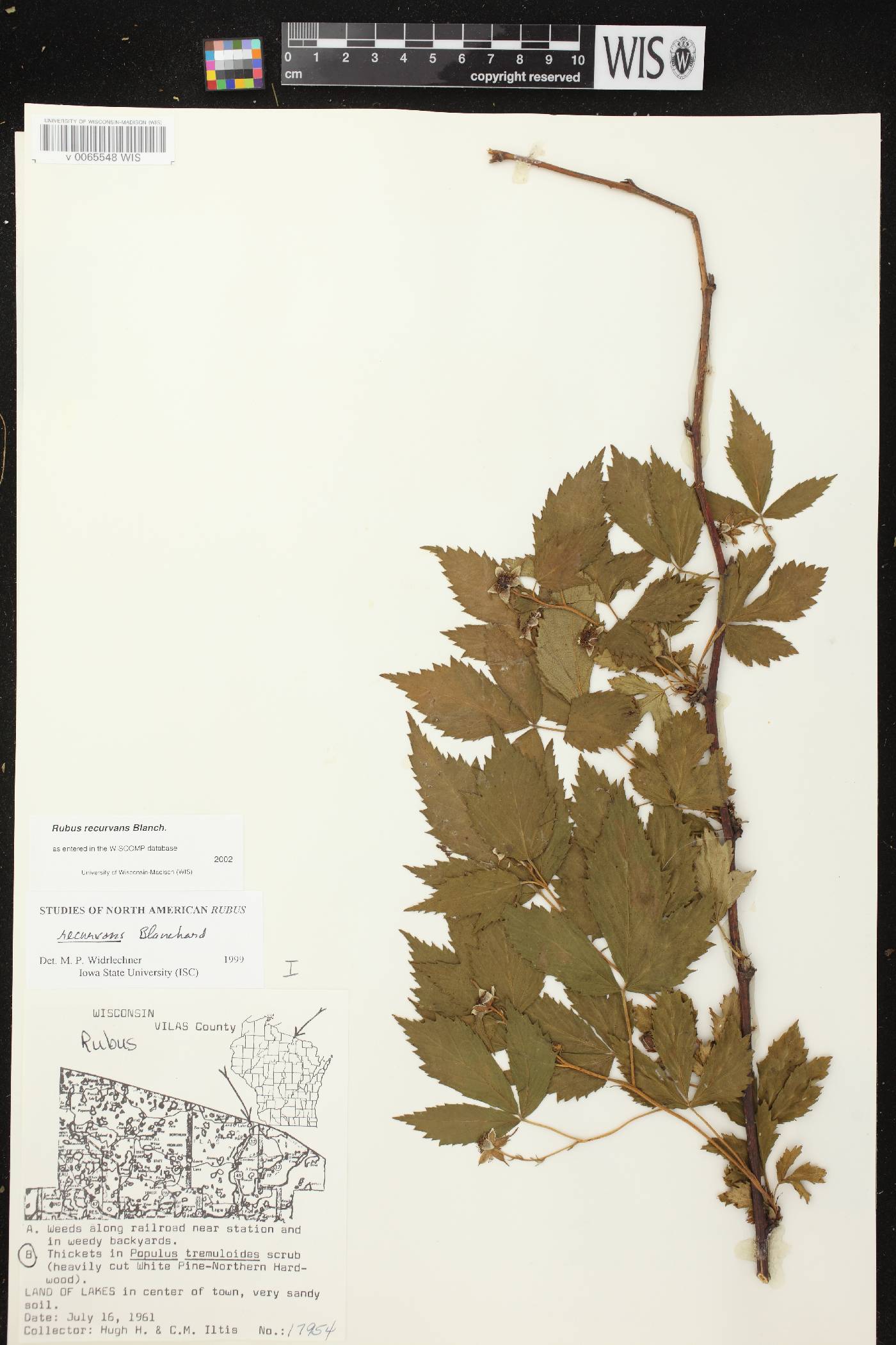 Rubus pensilvanicus image