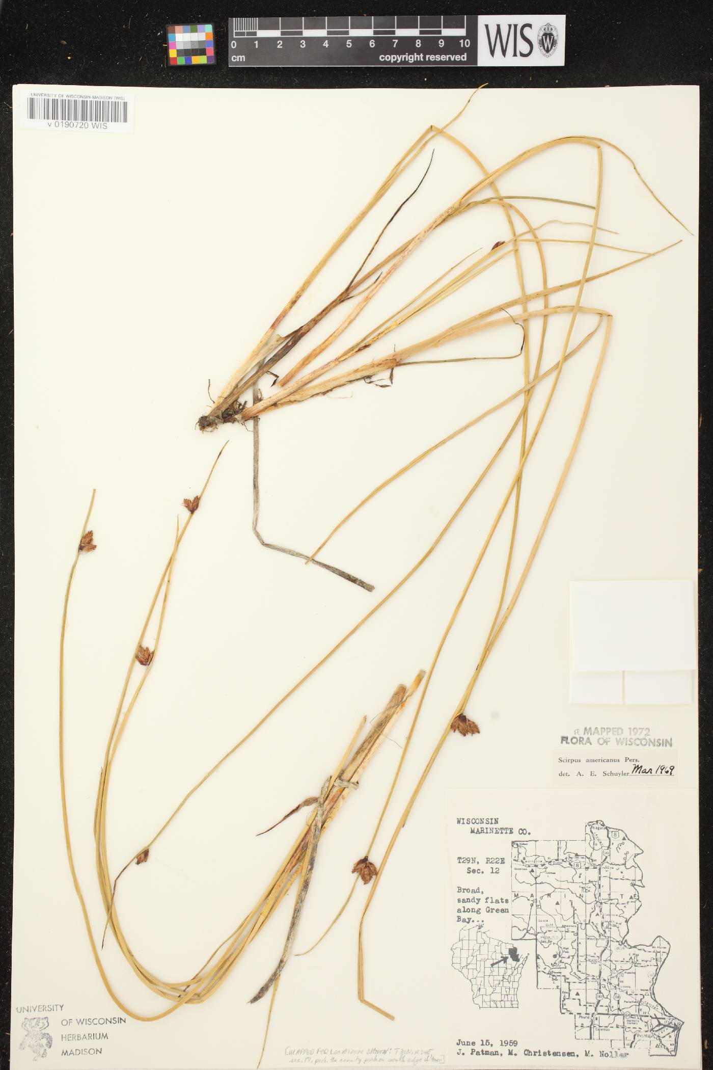 Schoenoplectus pungens image