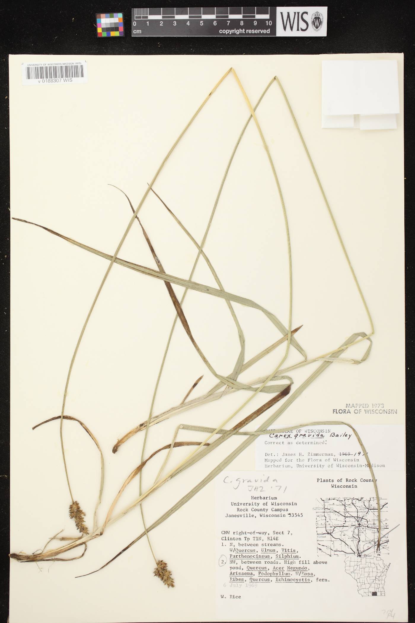 Carex gravida image