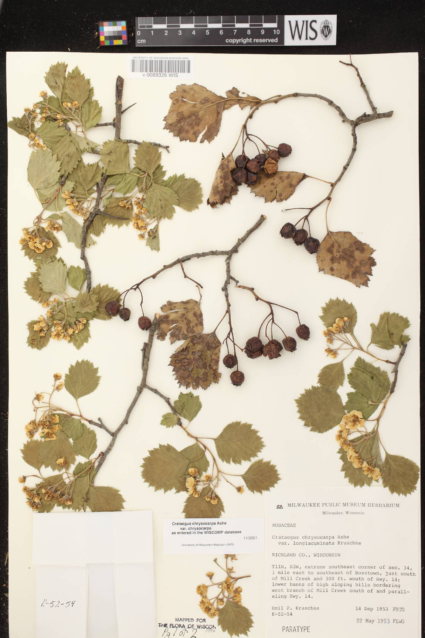 Crataegus chrysocarpa var. chrysocarpa image