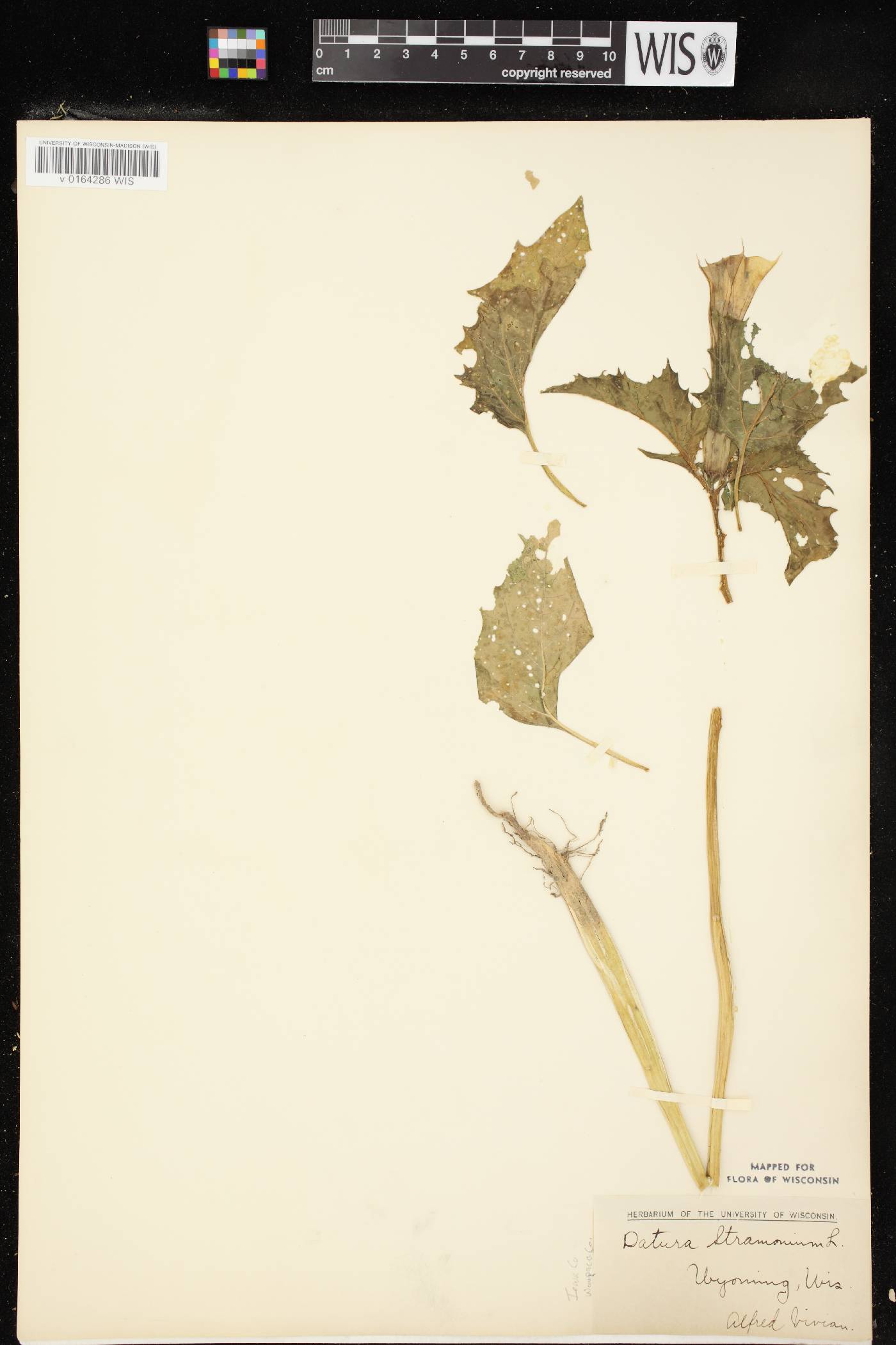 Datura stramonium image