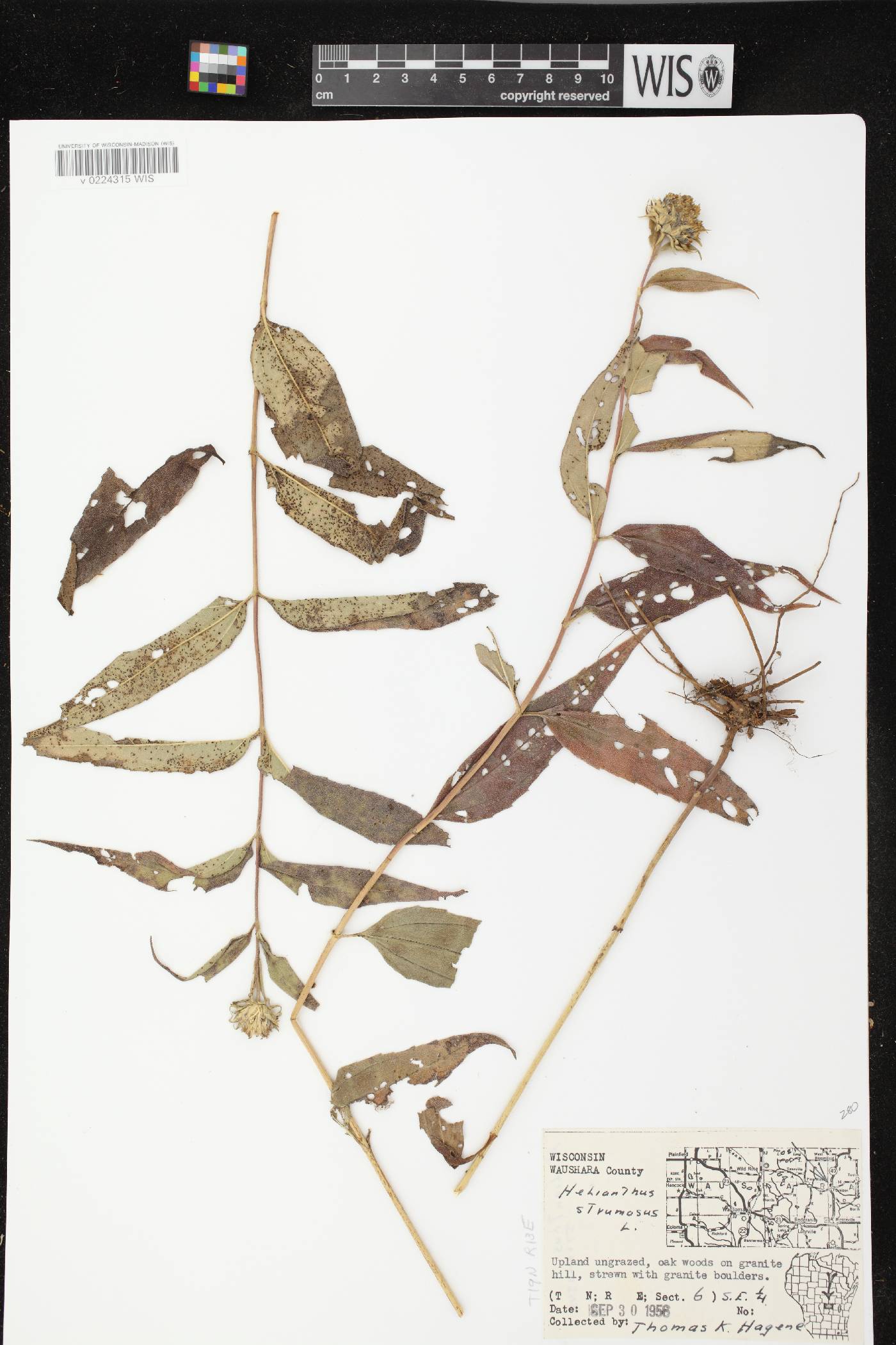 Helianthus strumosus image